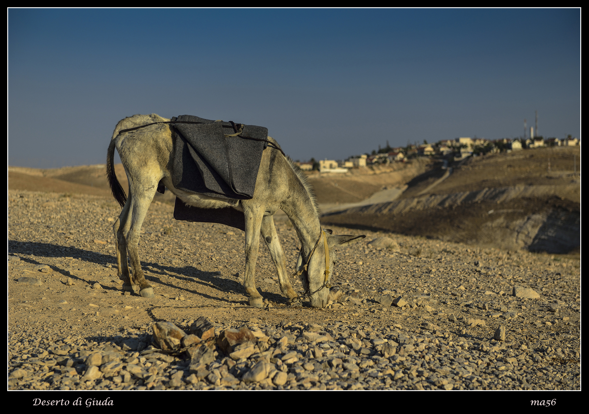 Israele - Deserto di Giuda