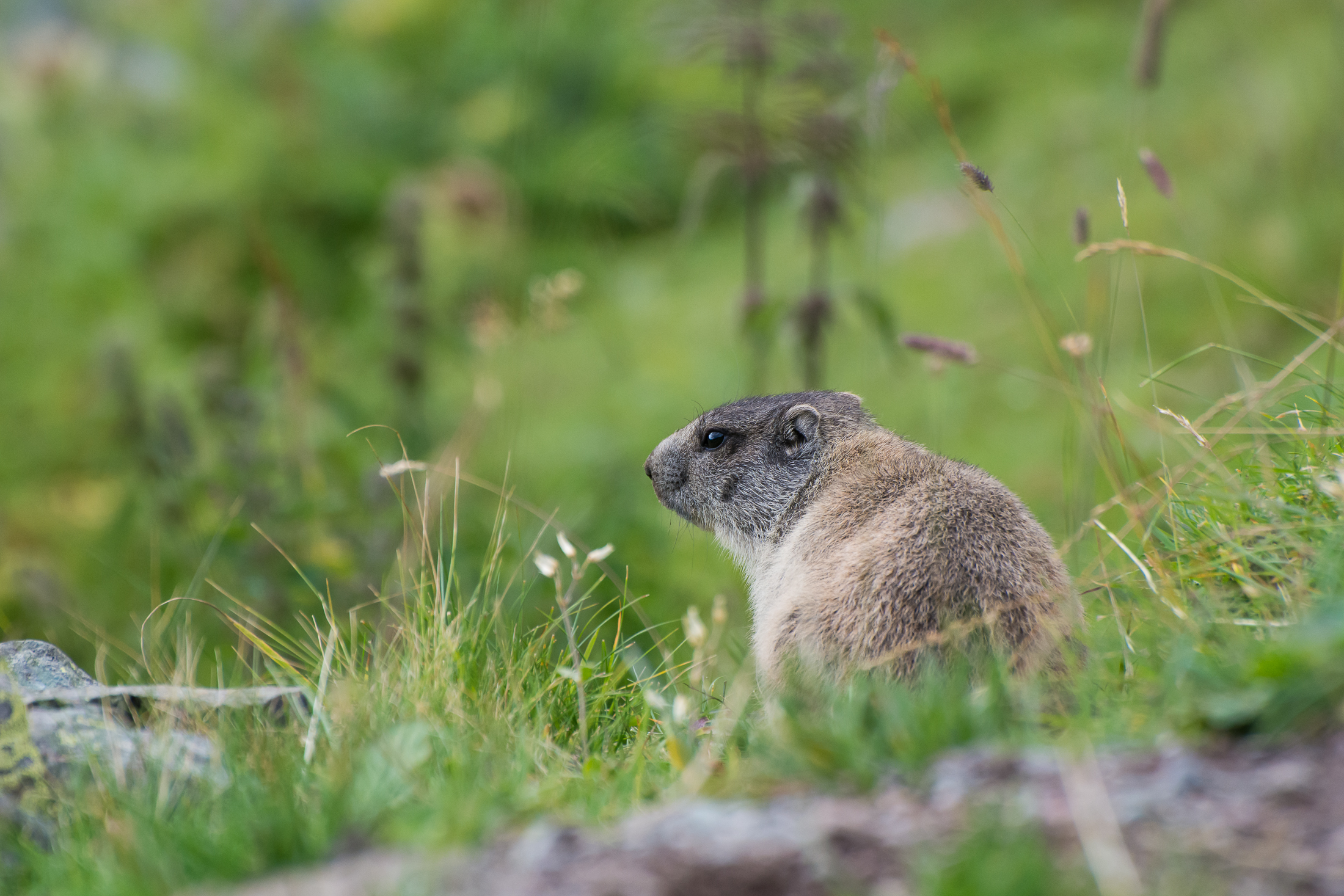Marmotta