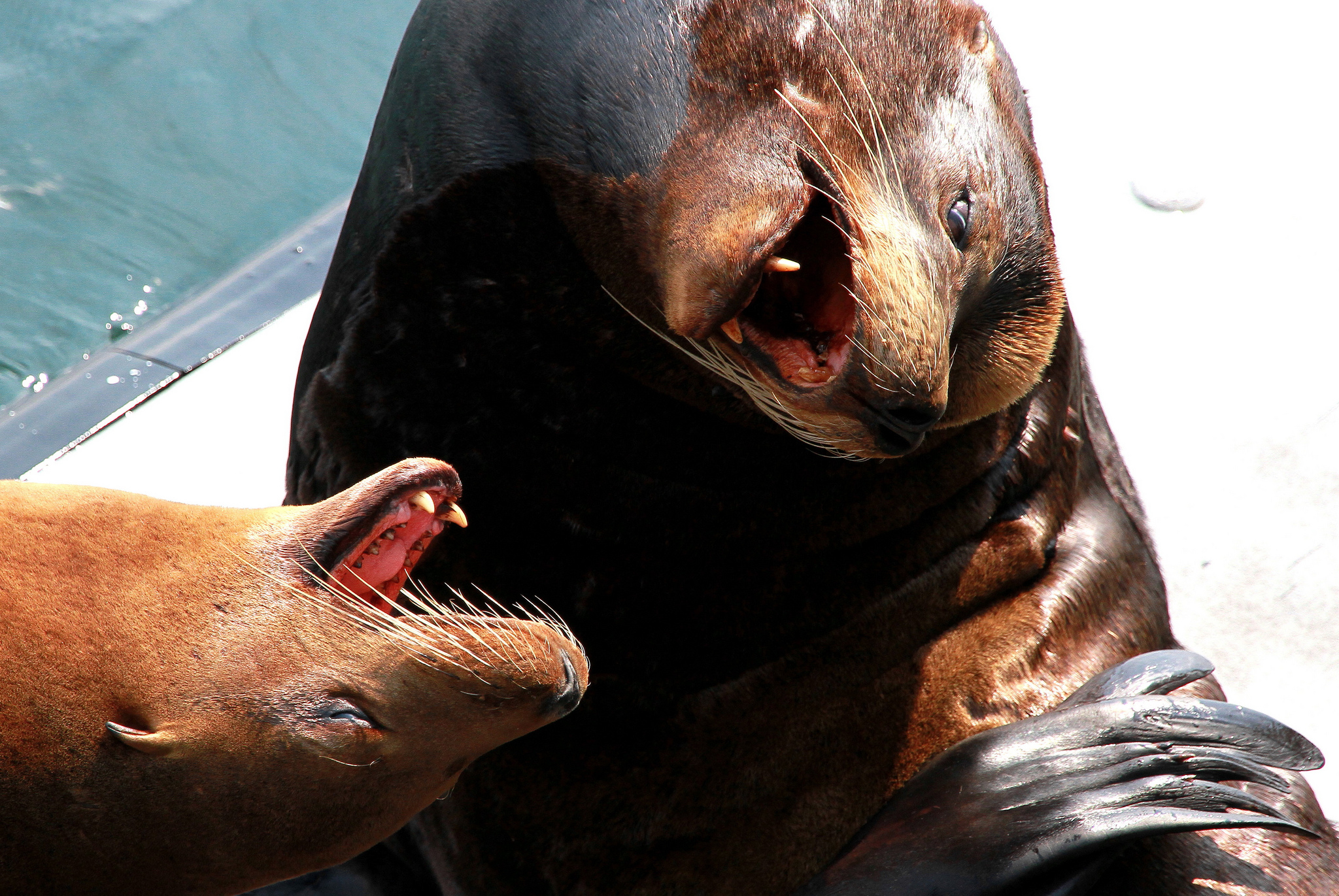 santa cruz california sea lions