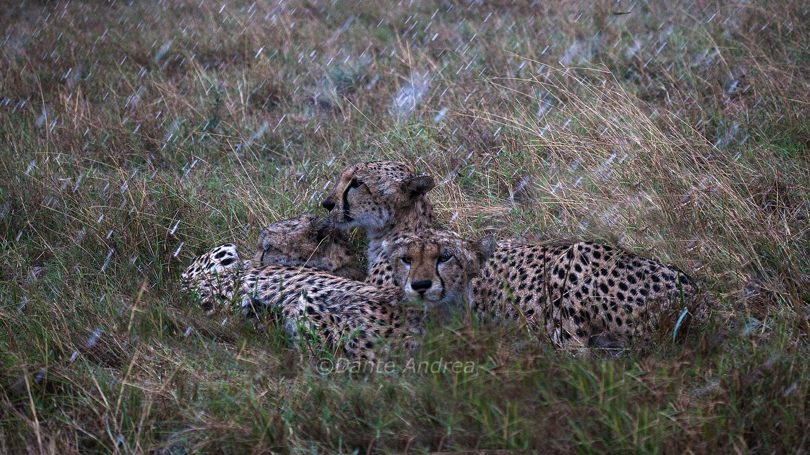 three brothers under the deluge