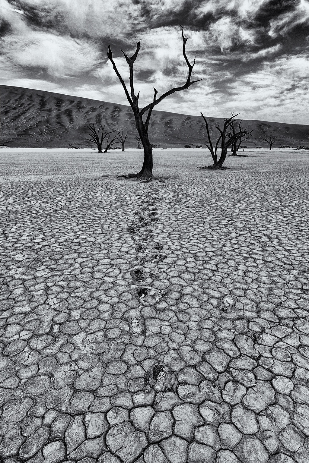 Dead Vlei in B/N
