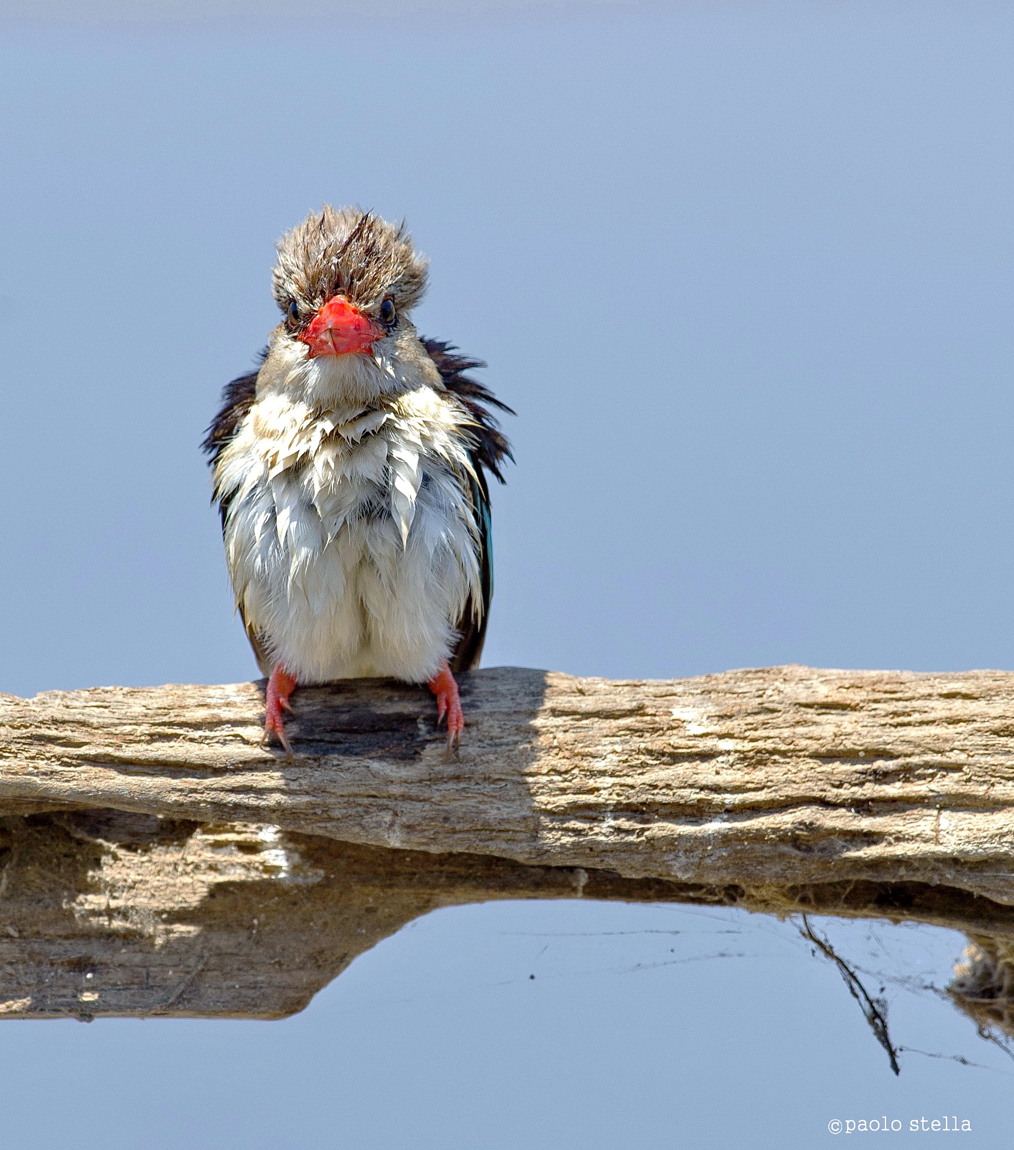 Grey-headed Kingfisher - 3