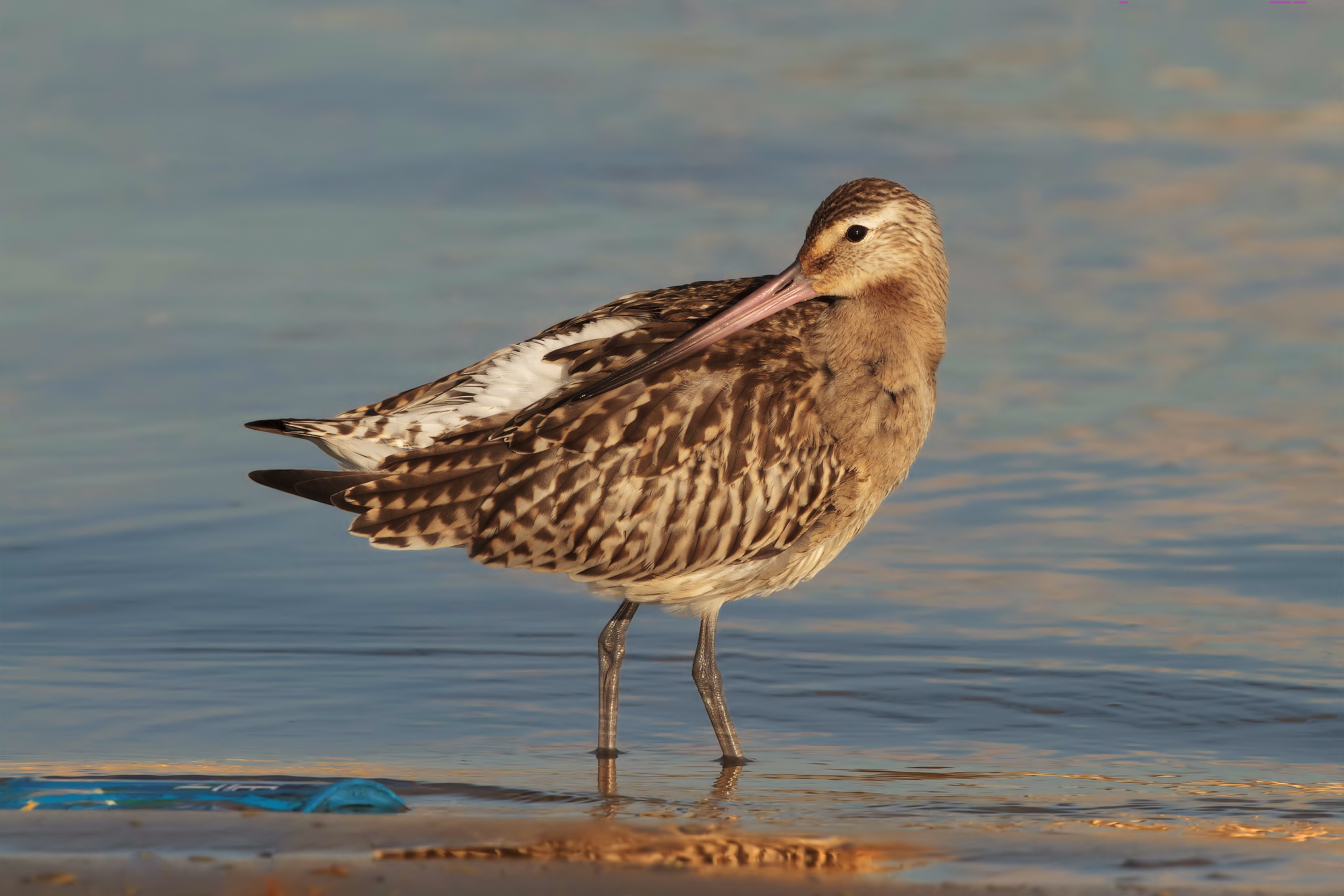godwit minore37