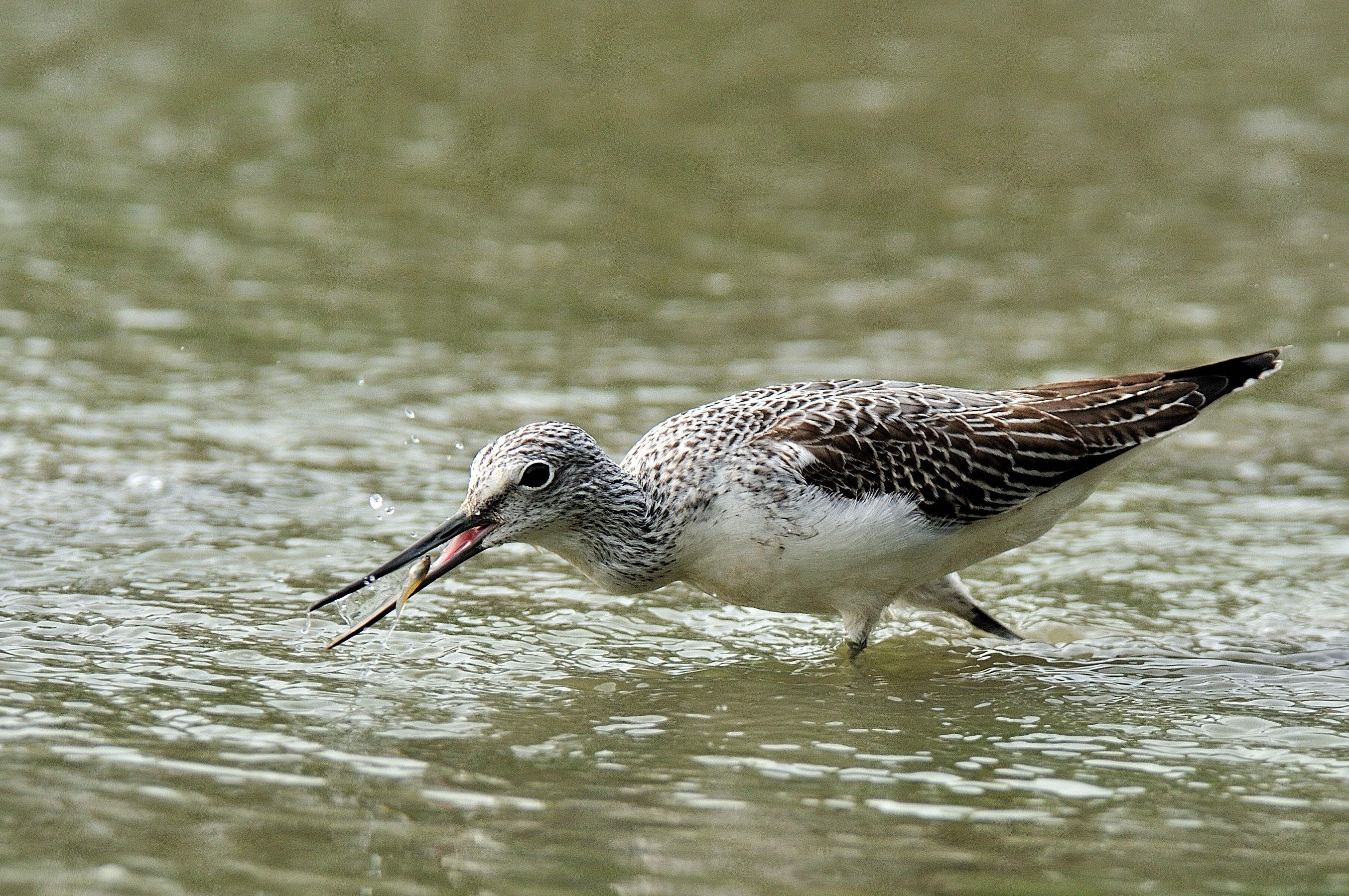 attrazione fatale!!!