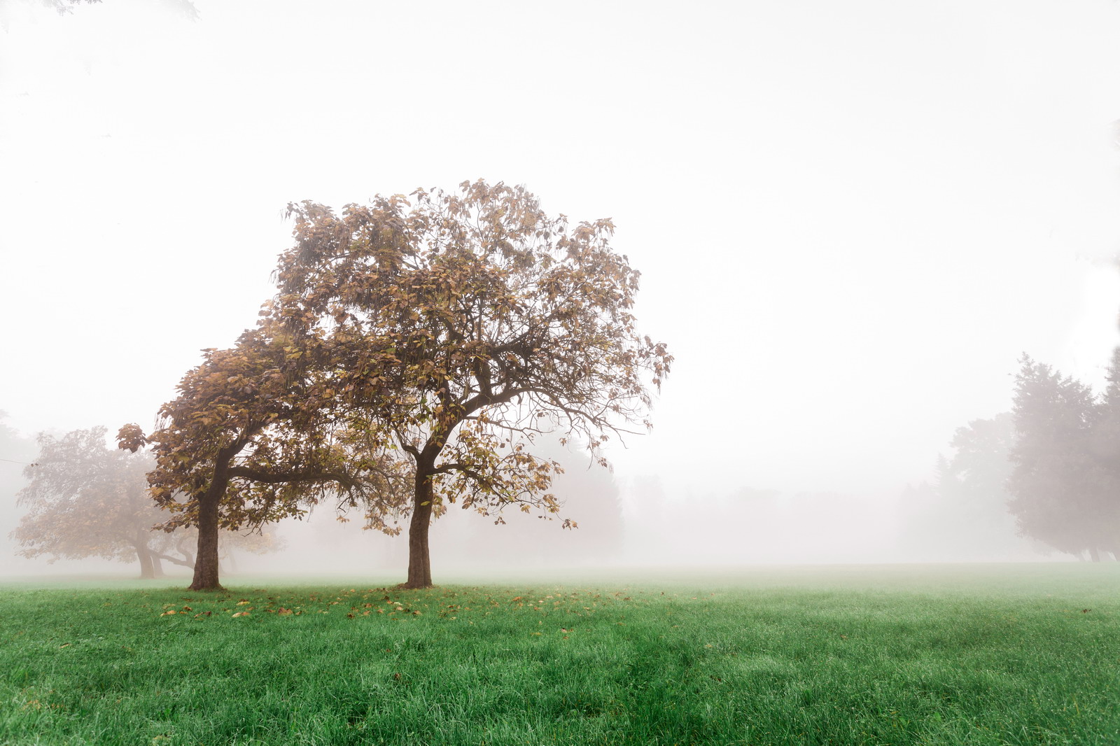 Alba Autunnale nel Parco
