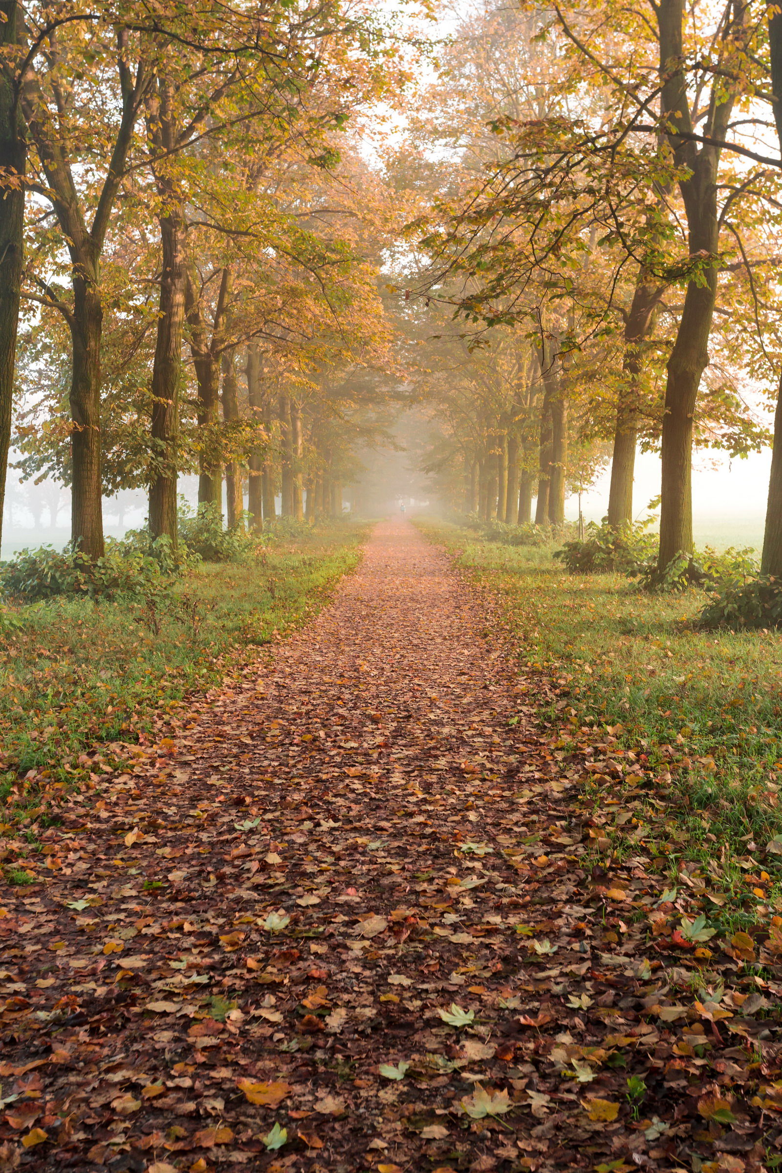 Alba Autunnale nel Parco