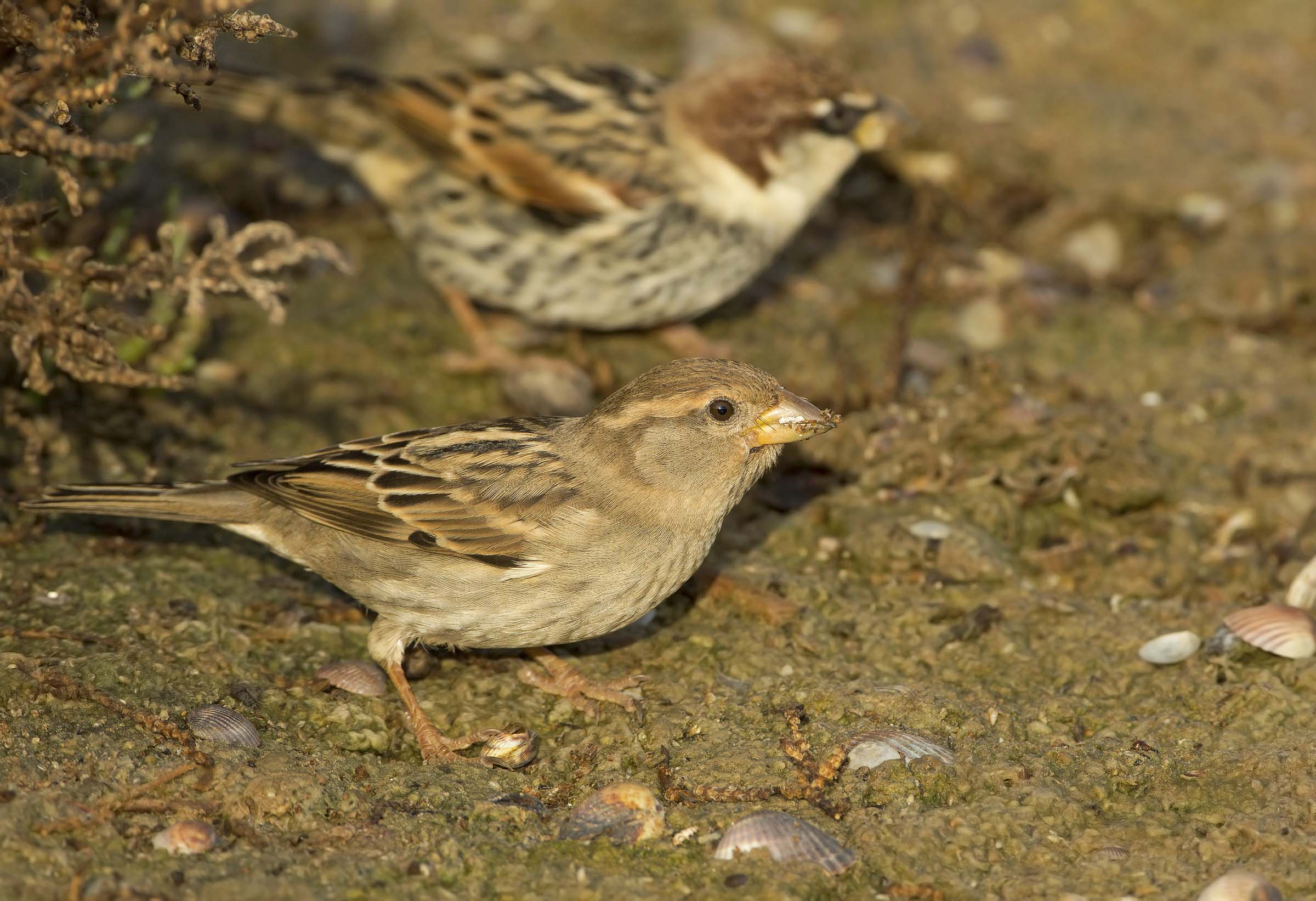 passero di palude....