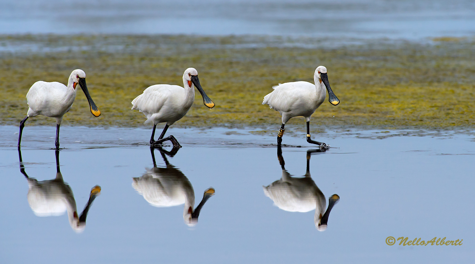 le tre grazie ..spatole in cammino