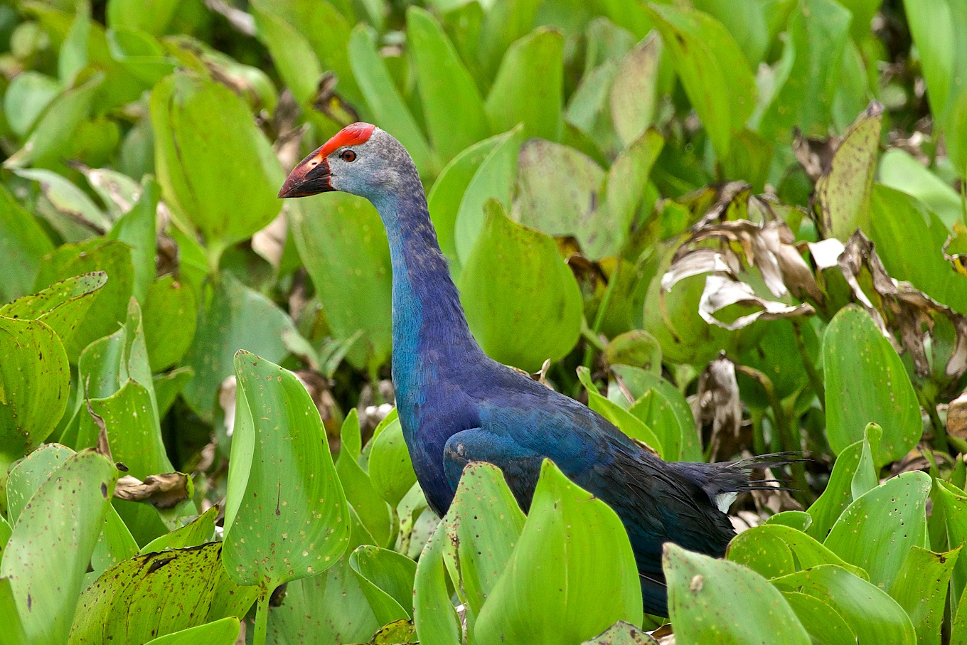 Purple Gallinule