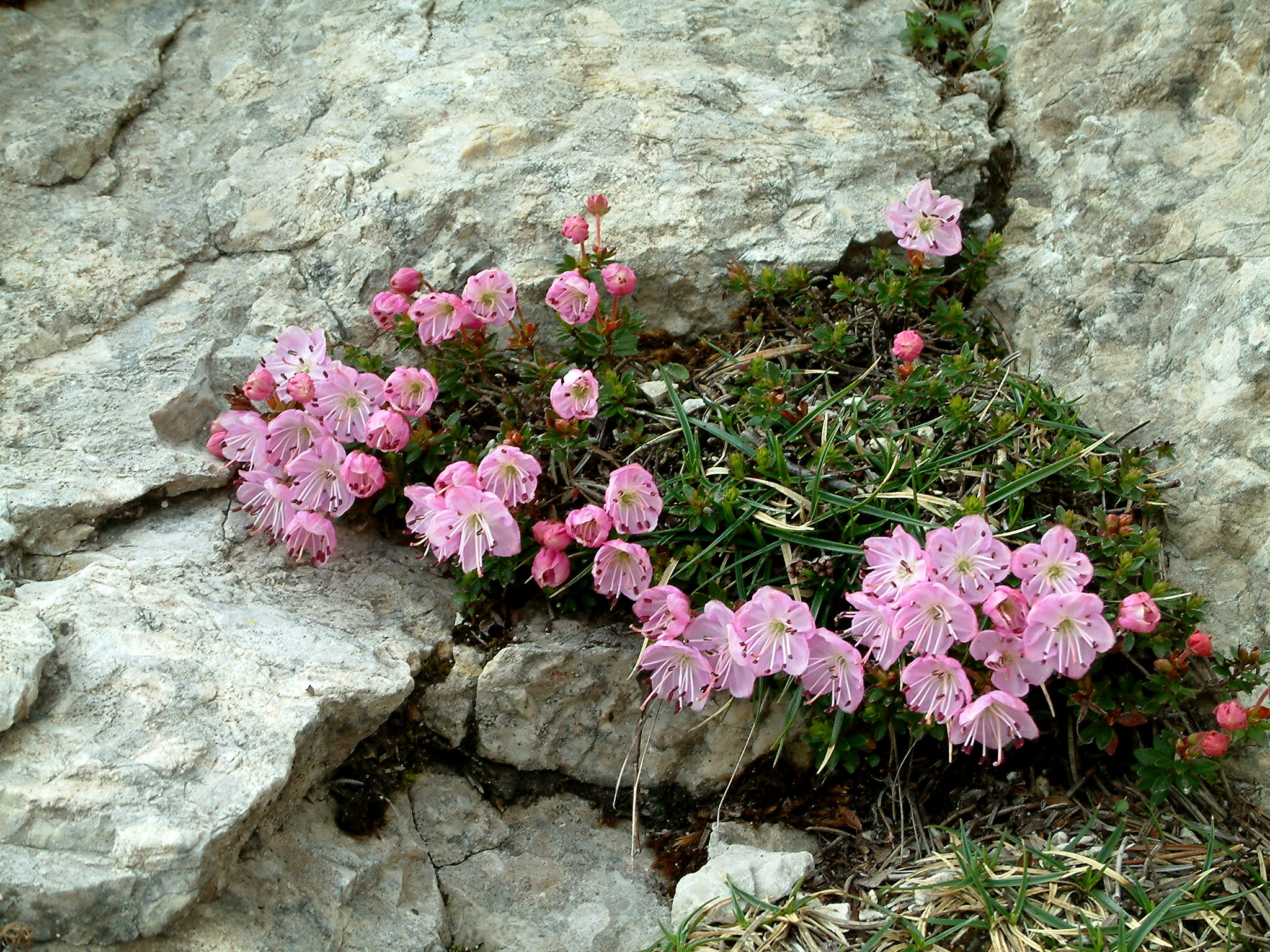 Rhodothamnus chamaecistus - Rododendro cistino