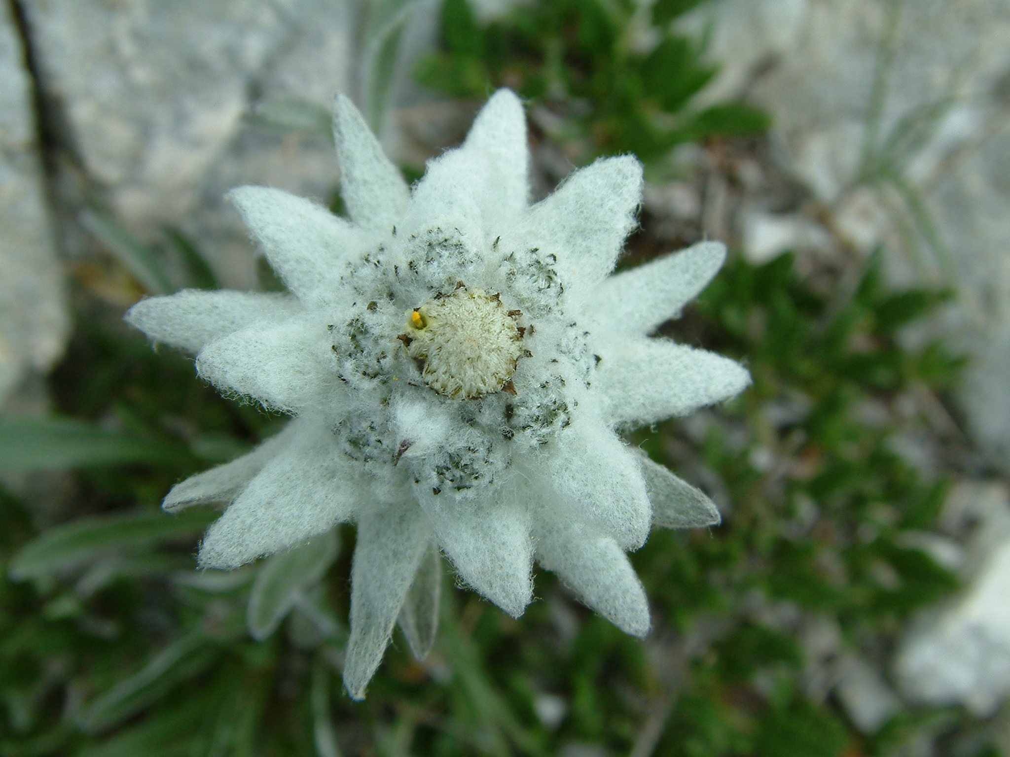 Leontopodium alpinum - Stella alpina