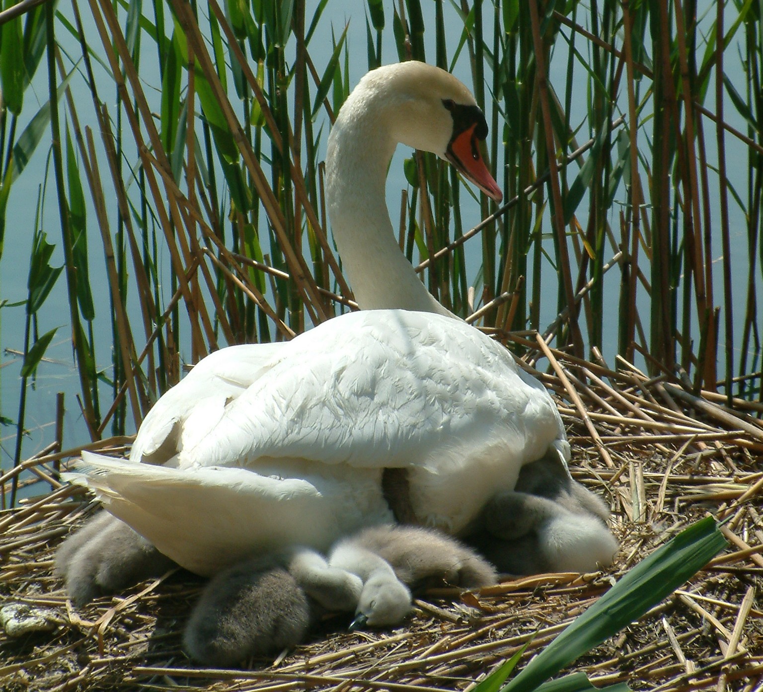 la siesta dei piccoli