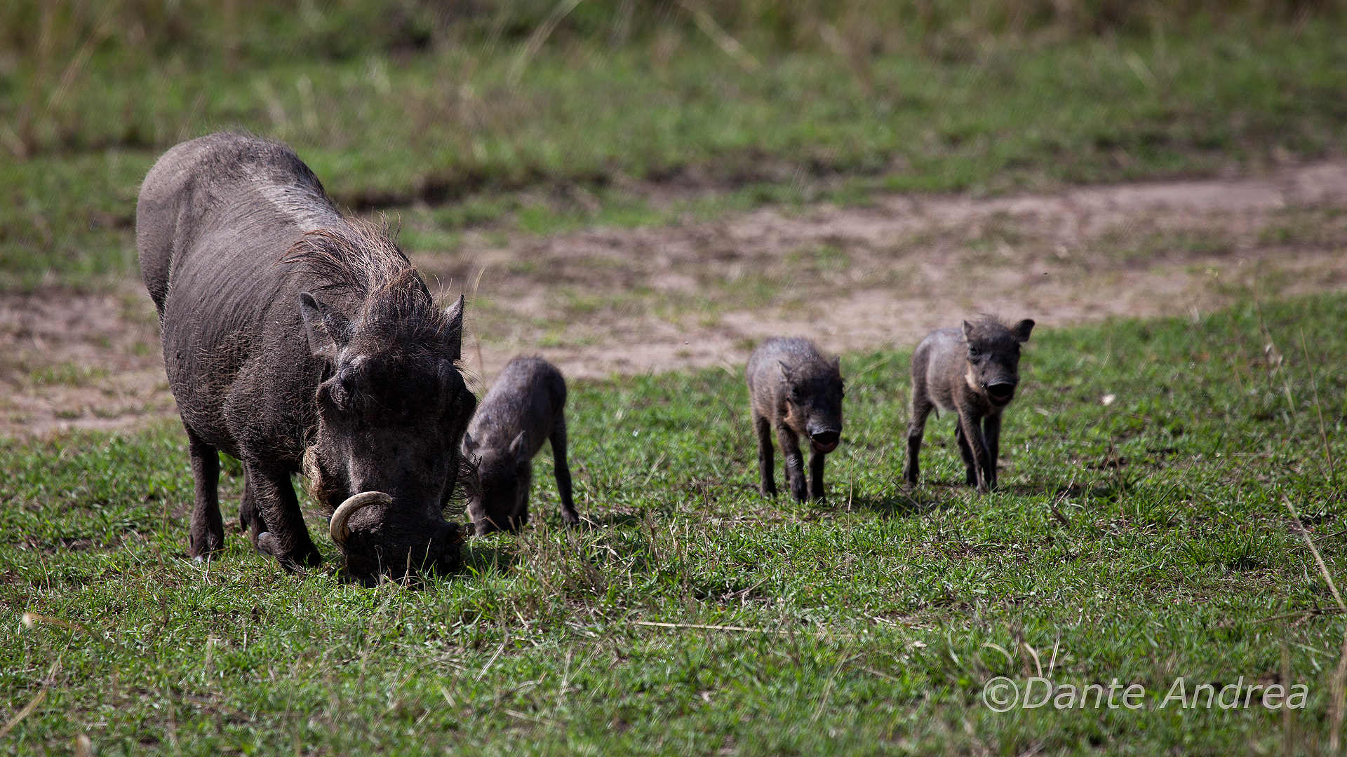 Family of warthogs
