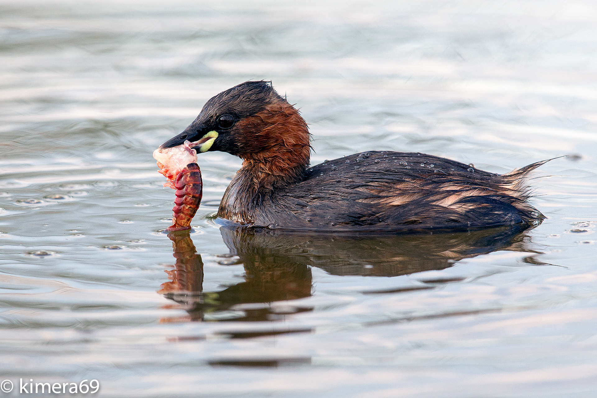 Tachybaptus ruficollis