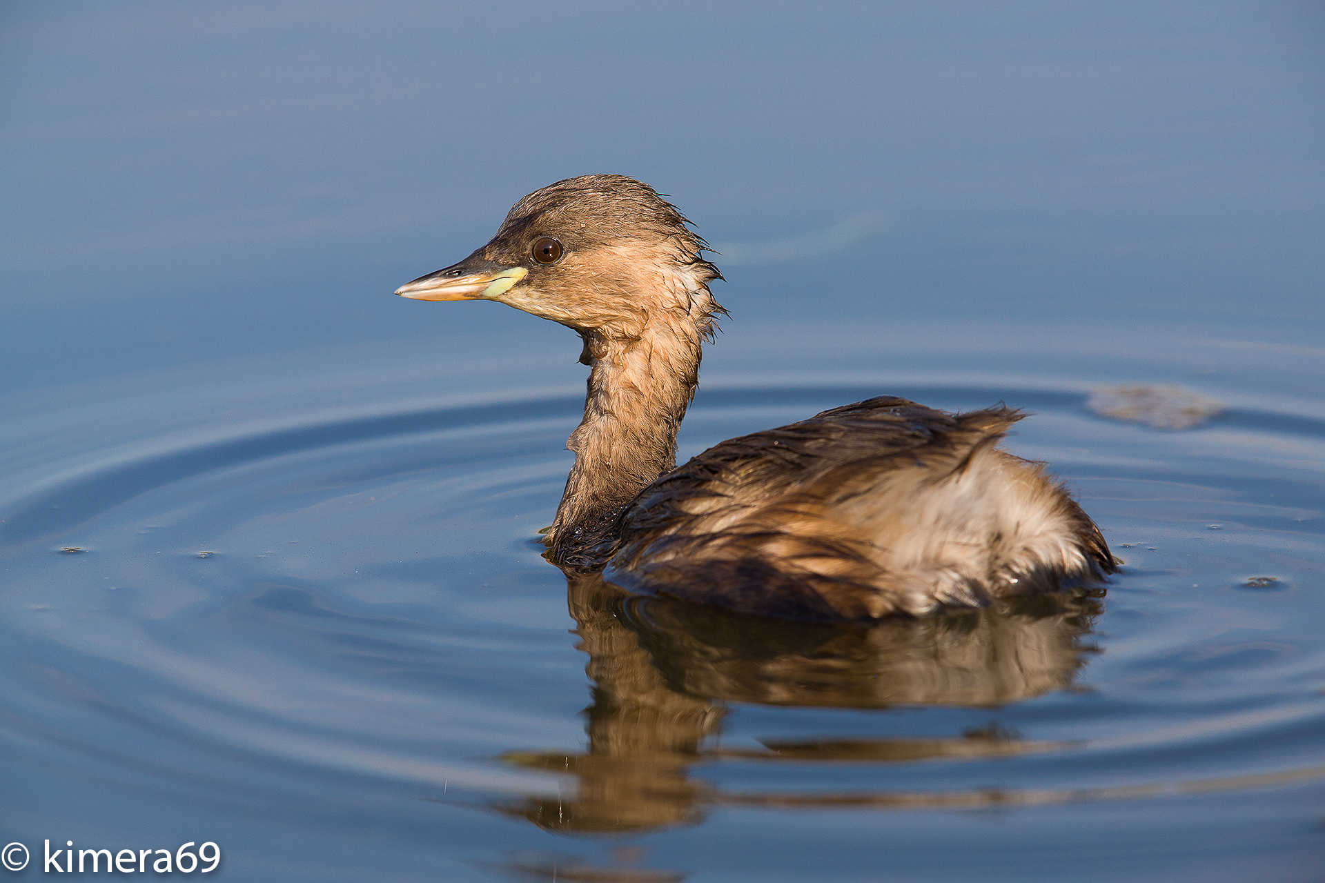 Tachybaptus ruficollis