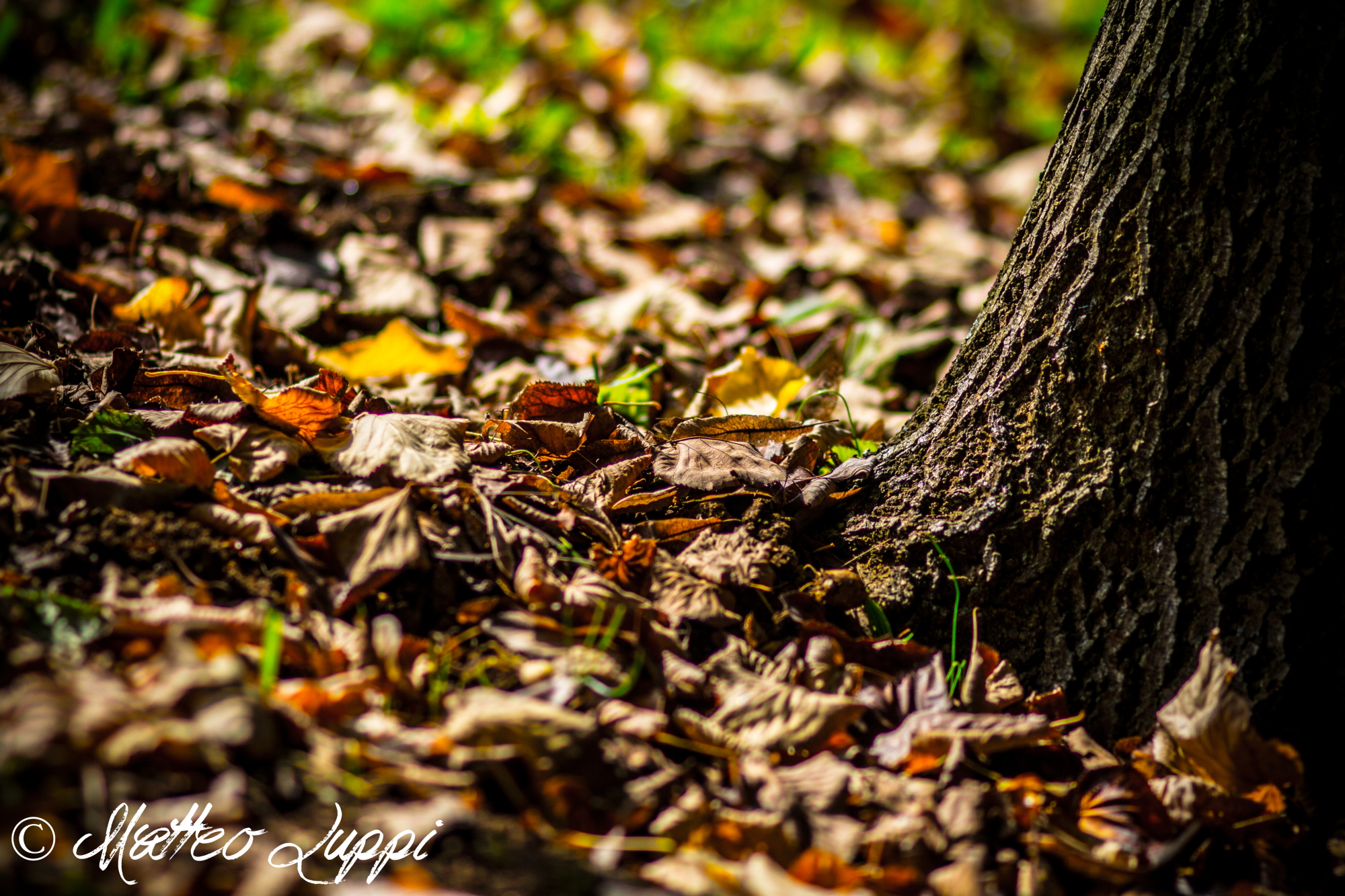 You are like autumn leaves on the trees