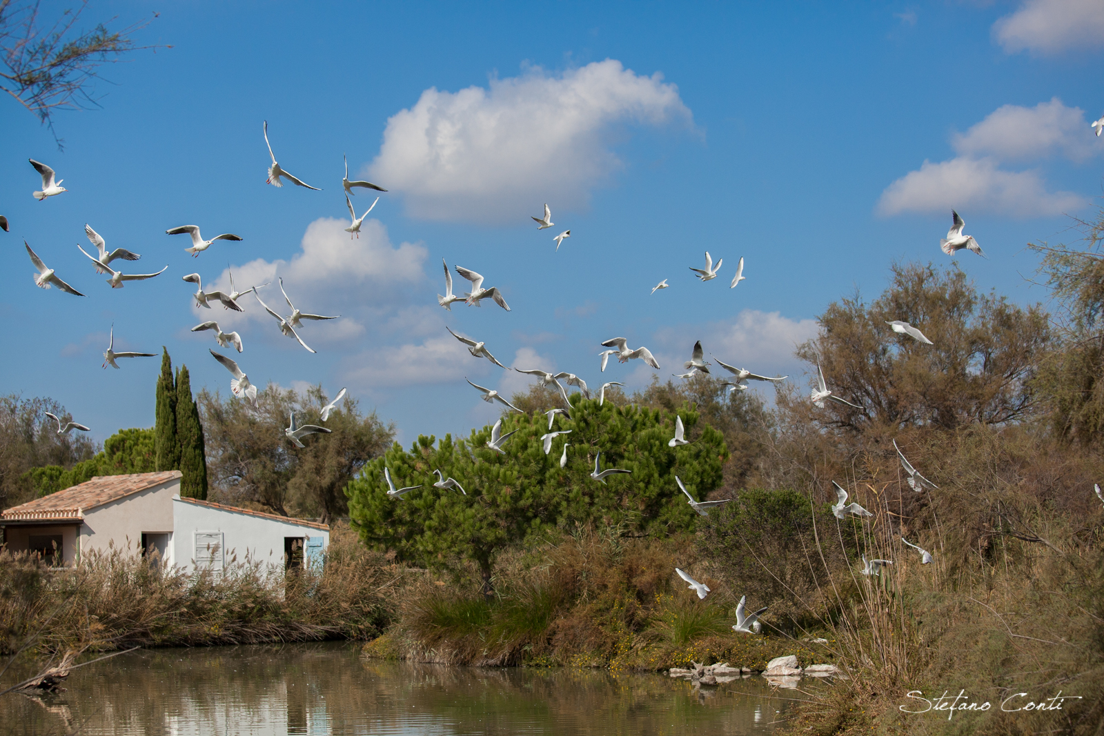 seagulls in flight
