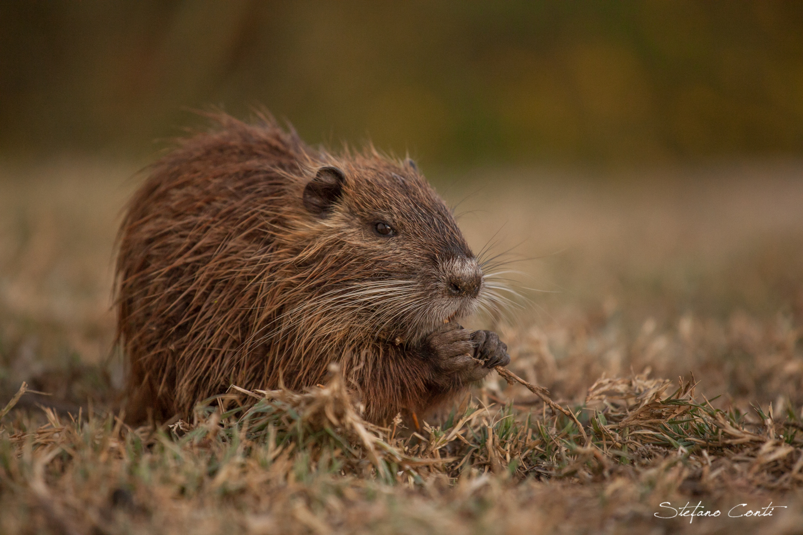 nutria