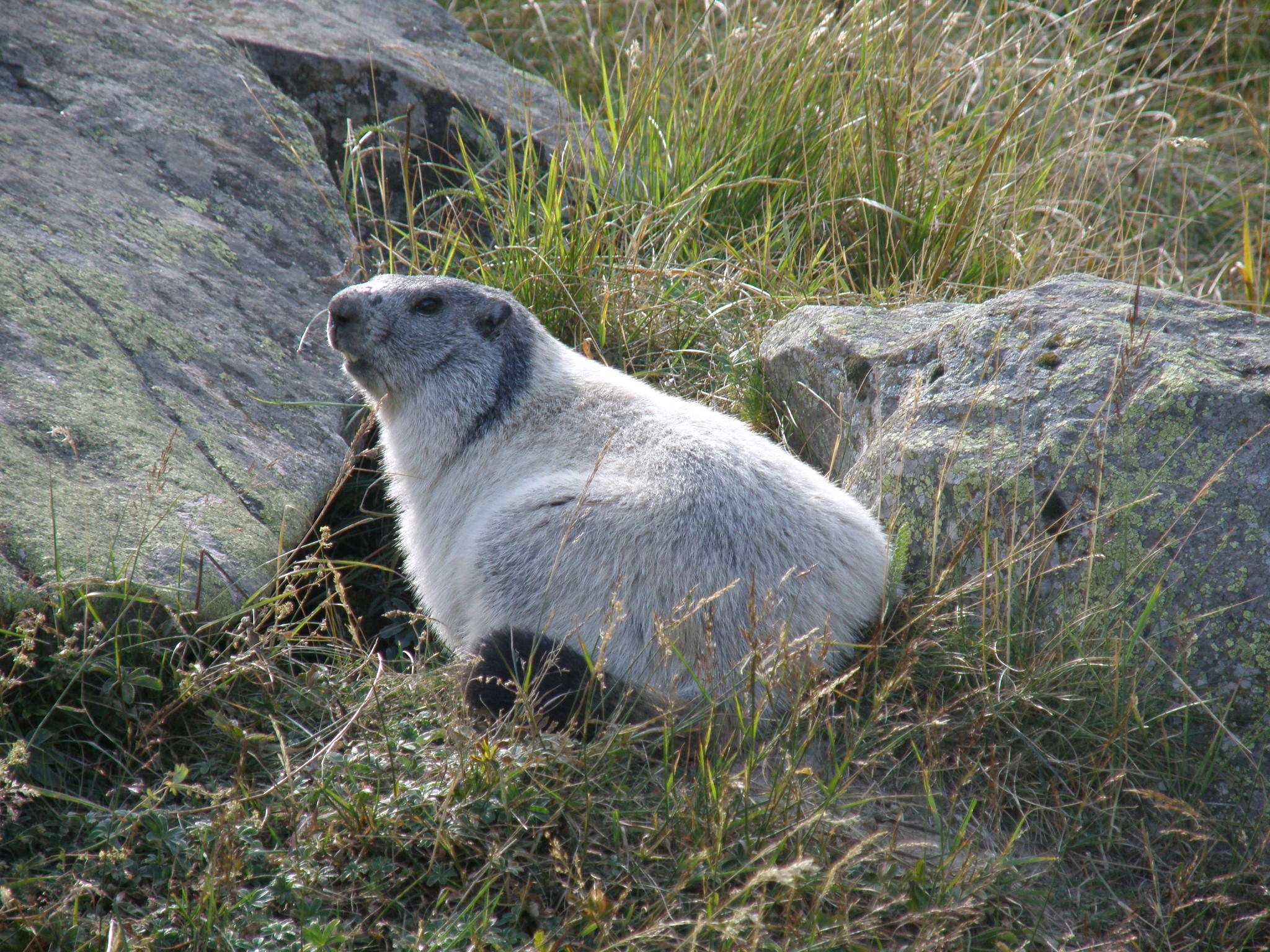 marmotta