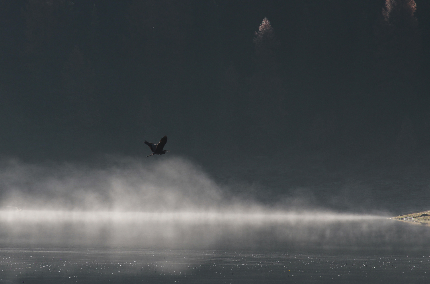 Airone nero (Egretta ardesiaca)