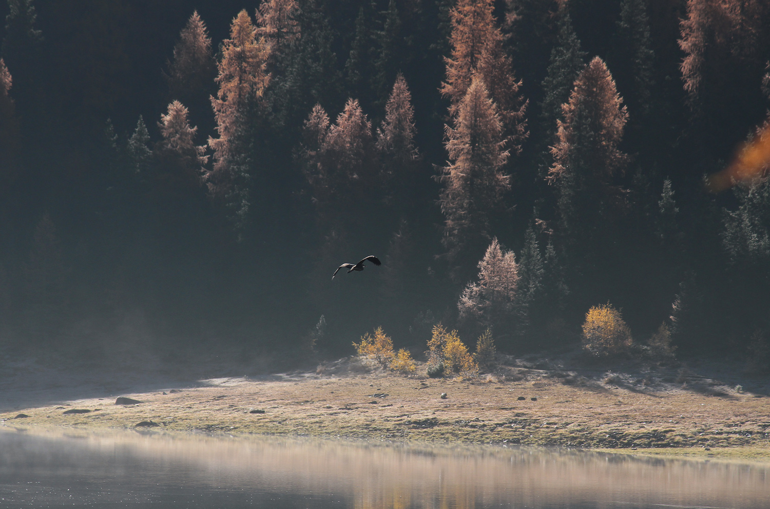 Airone nero (Egretta ardesiaca)