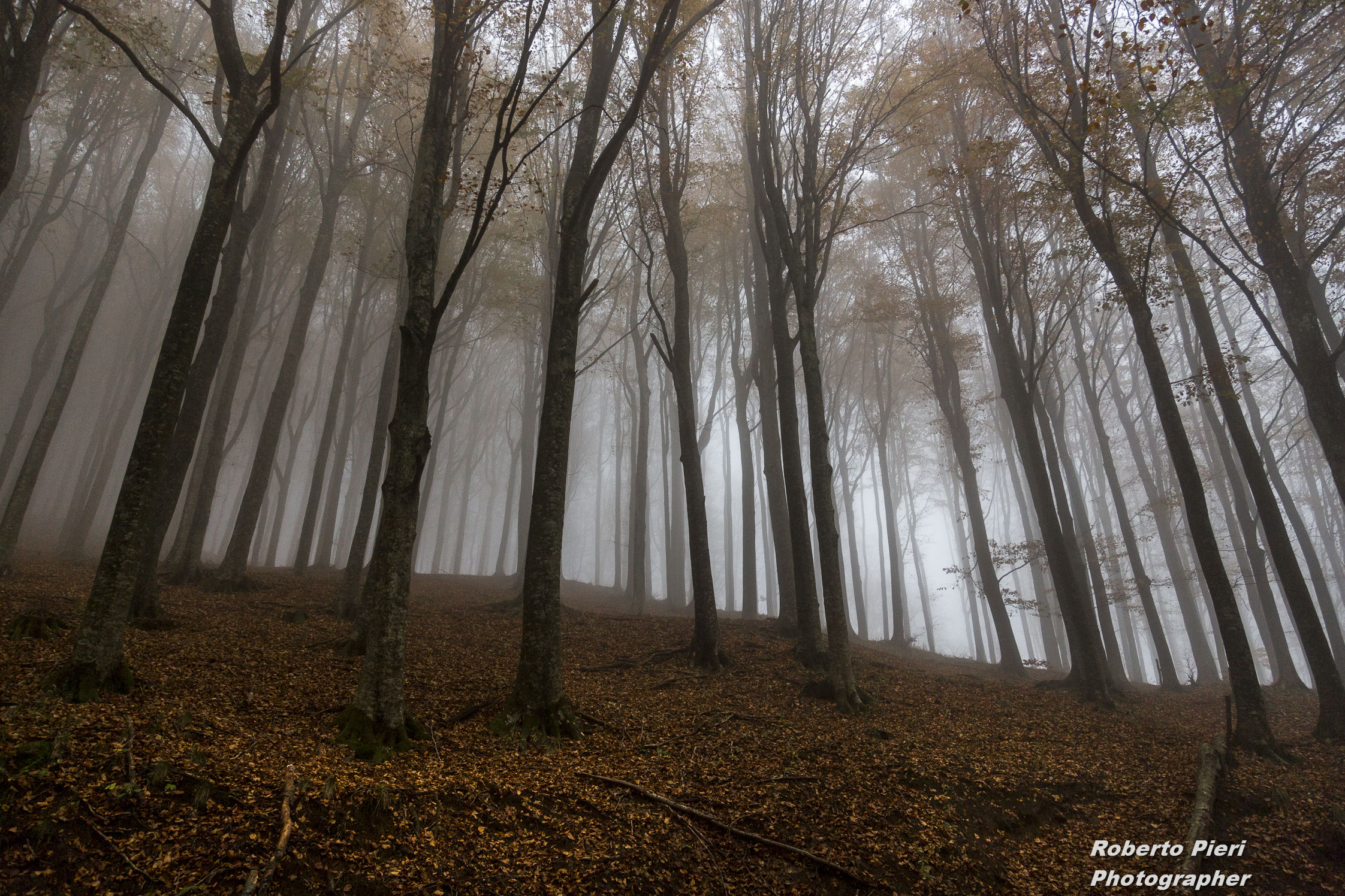 the fog in autumn forest