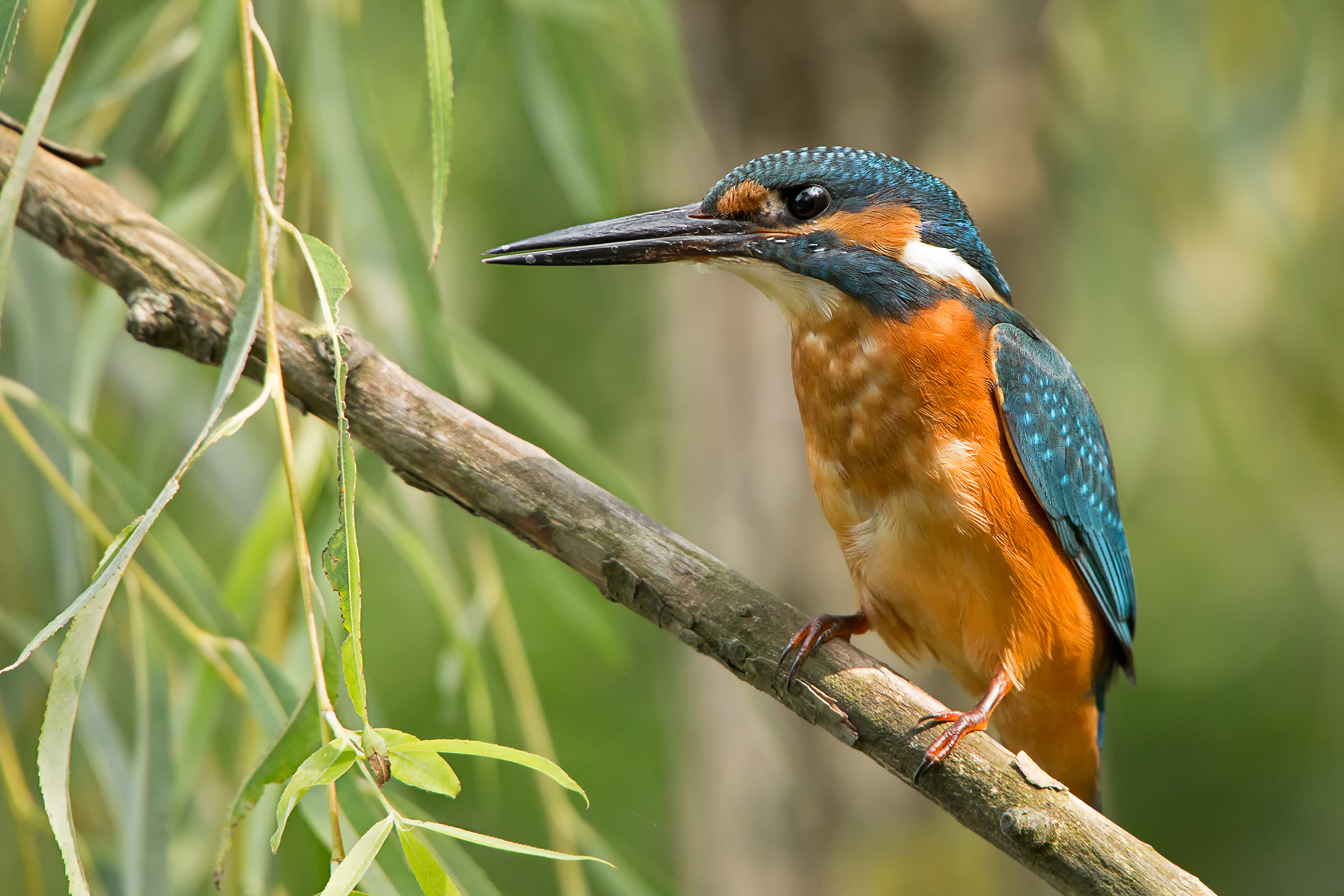 Kingfisher (Alcedo atthis)