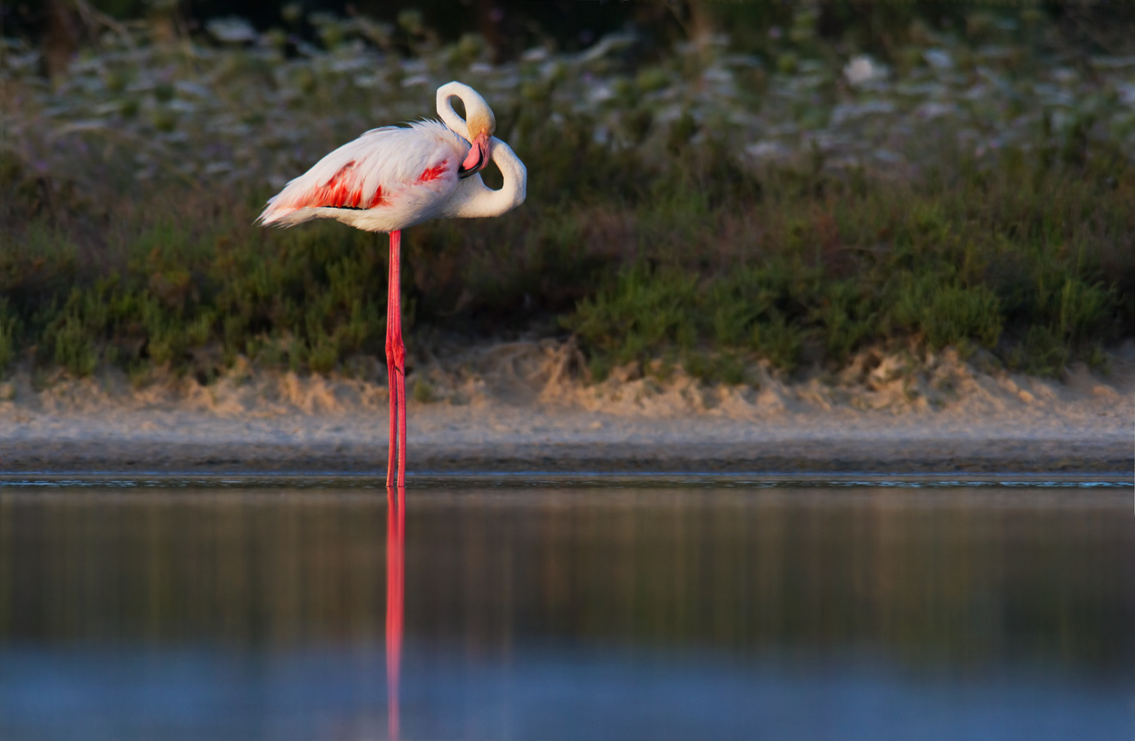 flamingo at the dawn