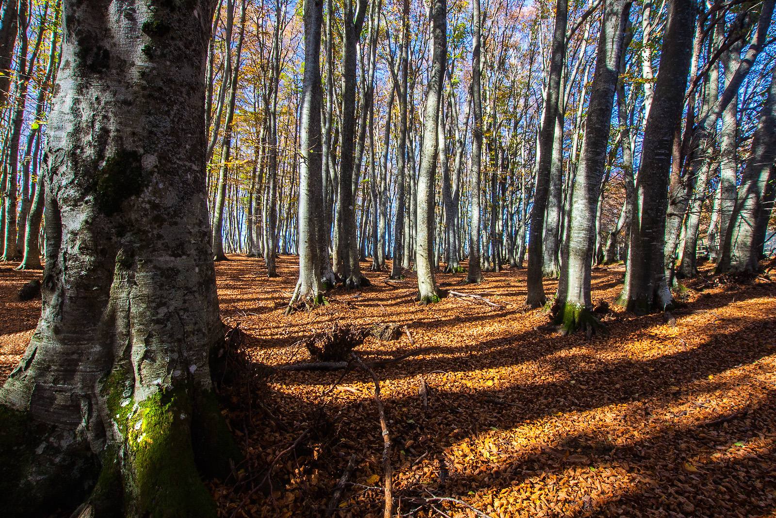 Camminando nel bosco