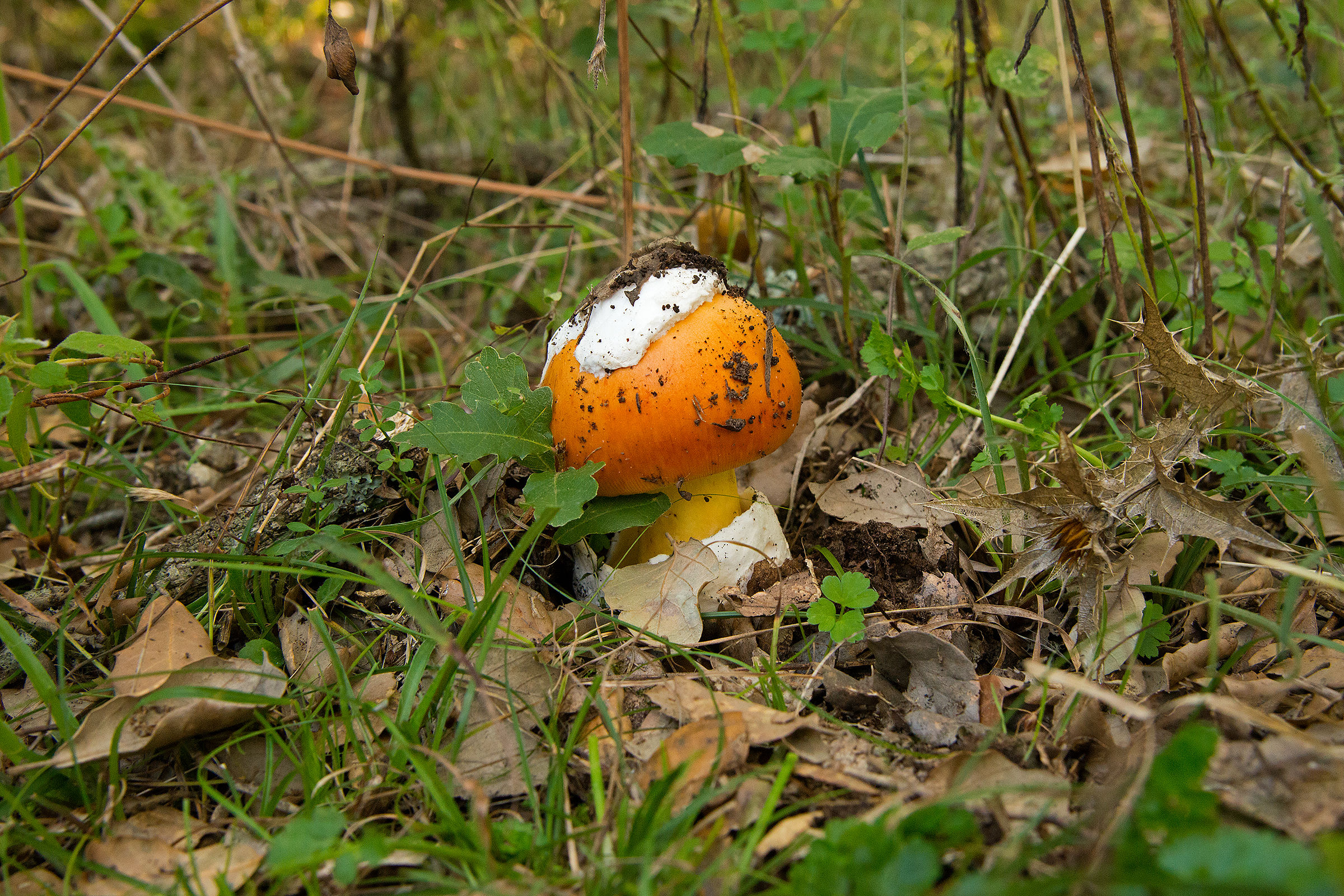 egg - Amanita Caesarea-