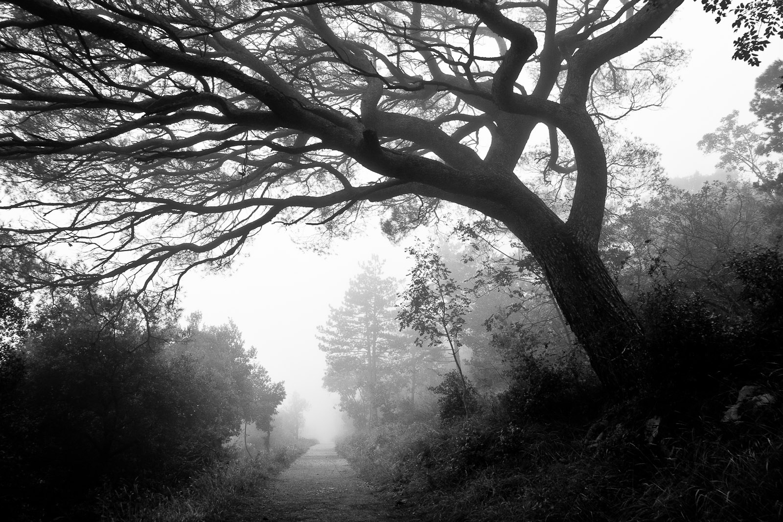 Prime nebbie in carso