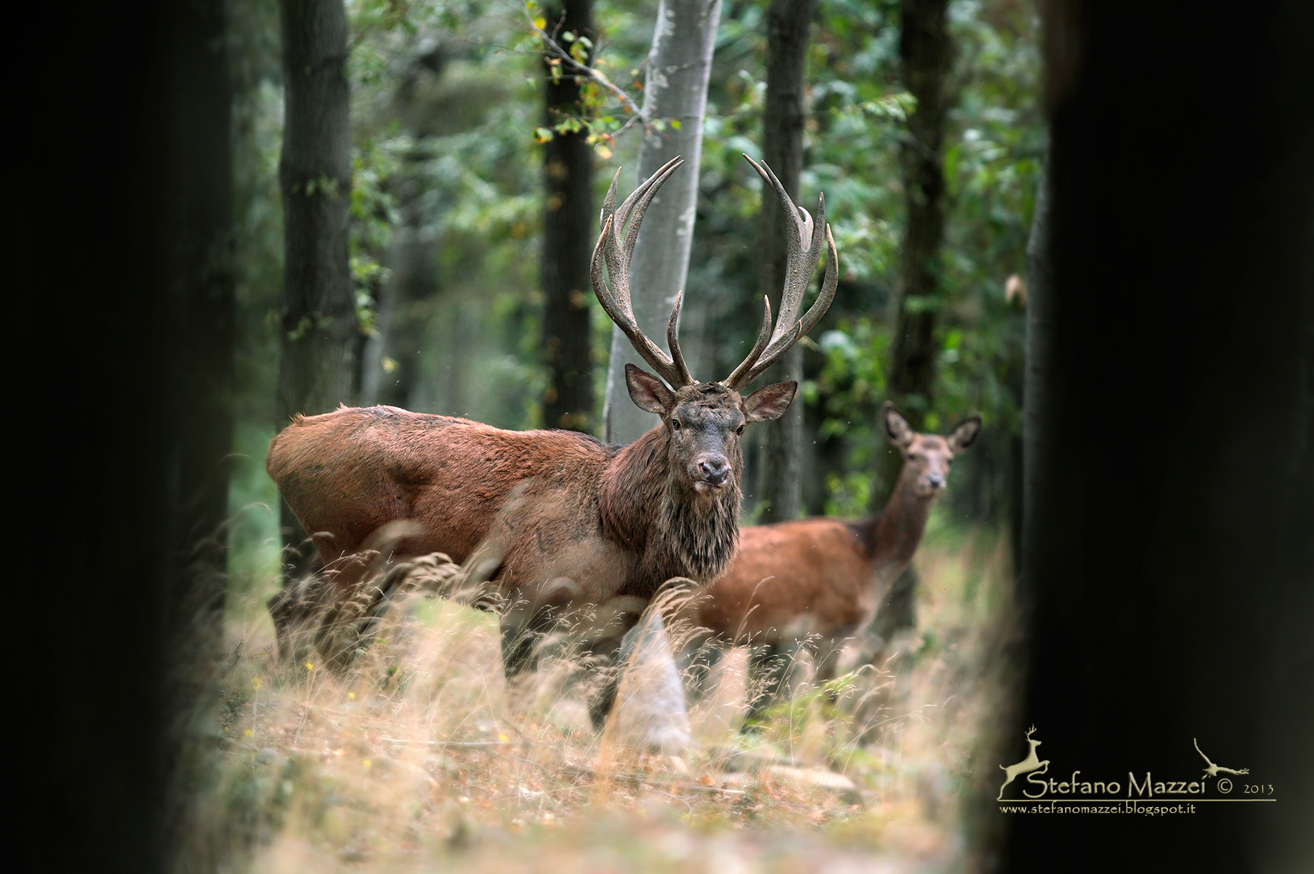 Deep in the forest ...