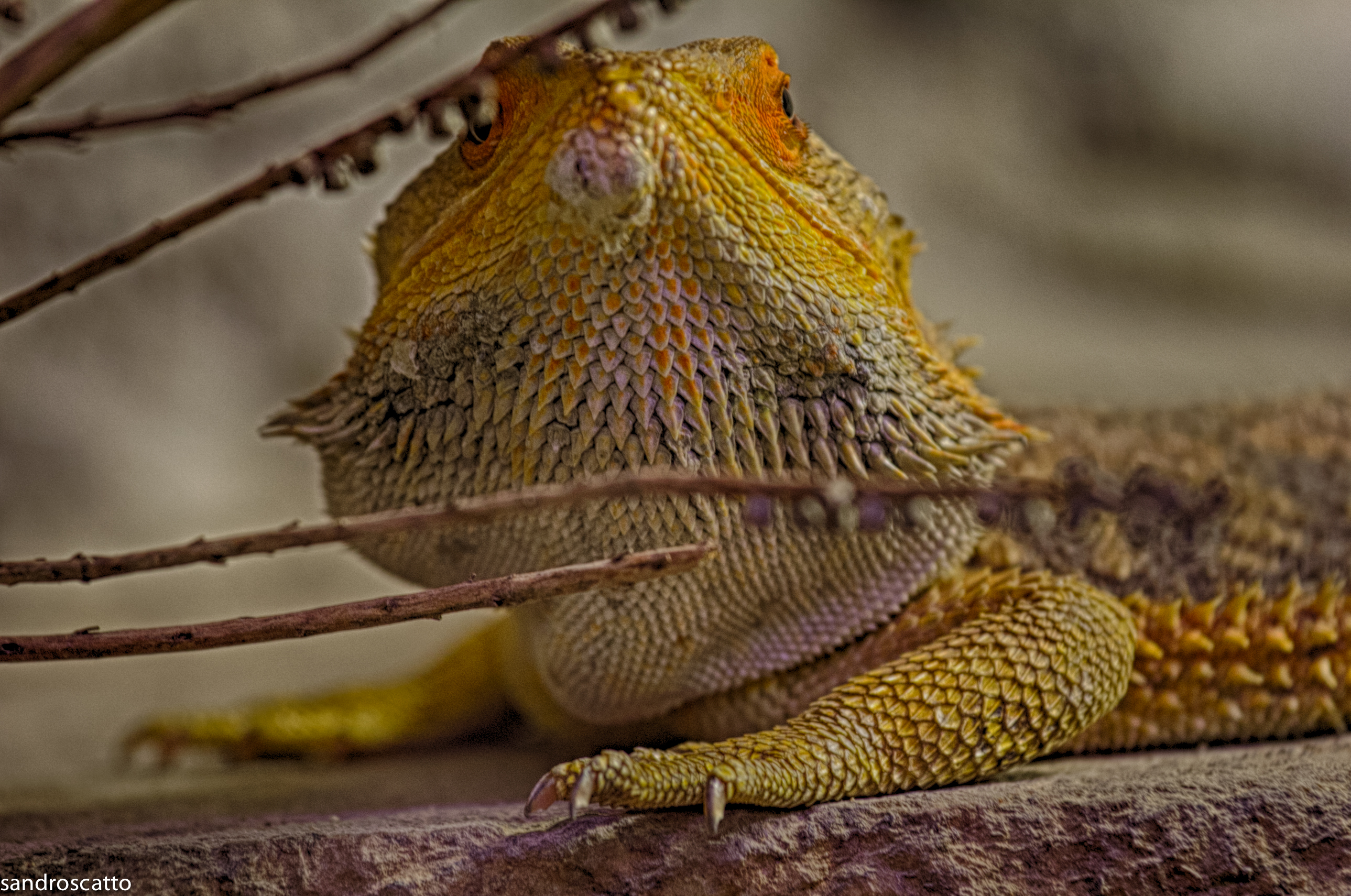 Pogona