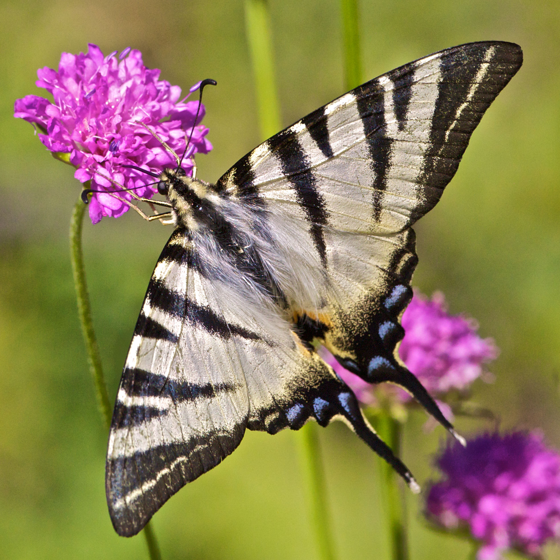 Scarce Swallowtail