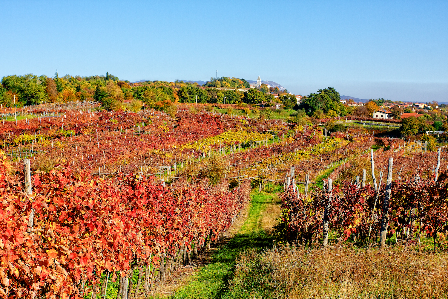 I colori dell'autunno sui vigneti del Carso