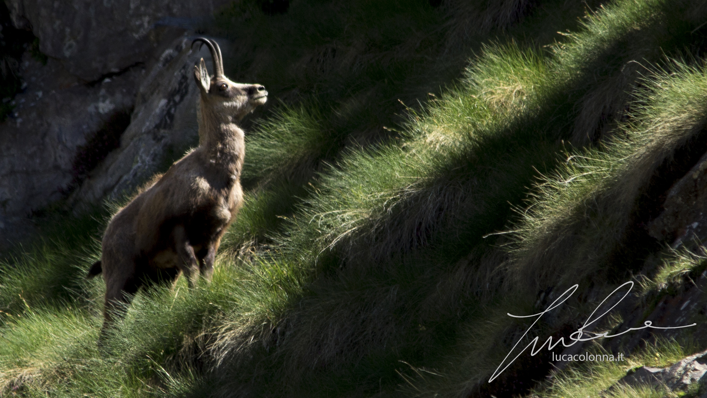 Camoscio alpino (www.lucacolonna.it)