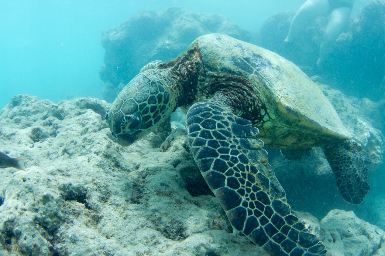 Tartaruga marina gigante (www.lucacolonna.it)