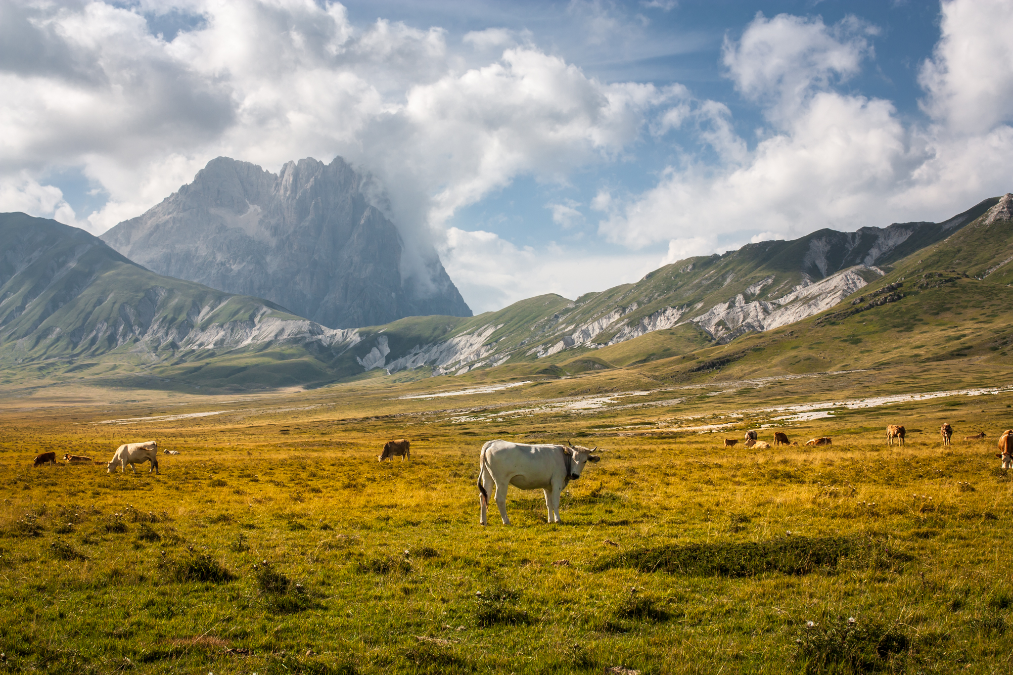 Cows grazing in Campo Imperatore