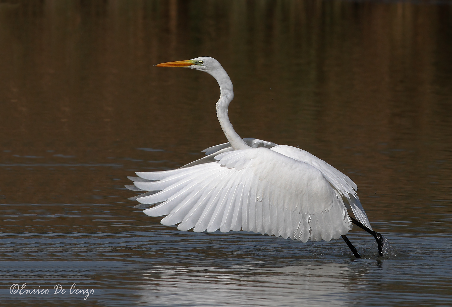 Great Egret