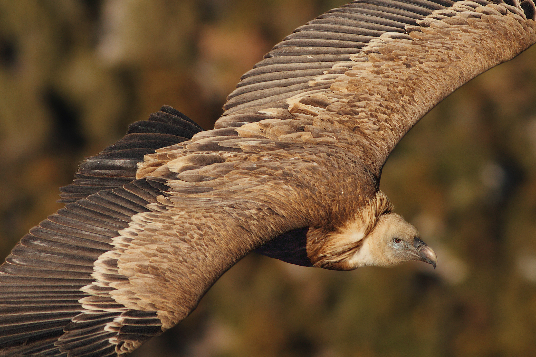 Portrait on the fly ......