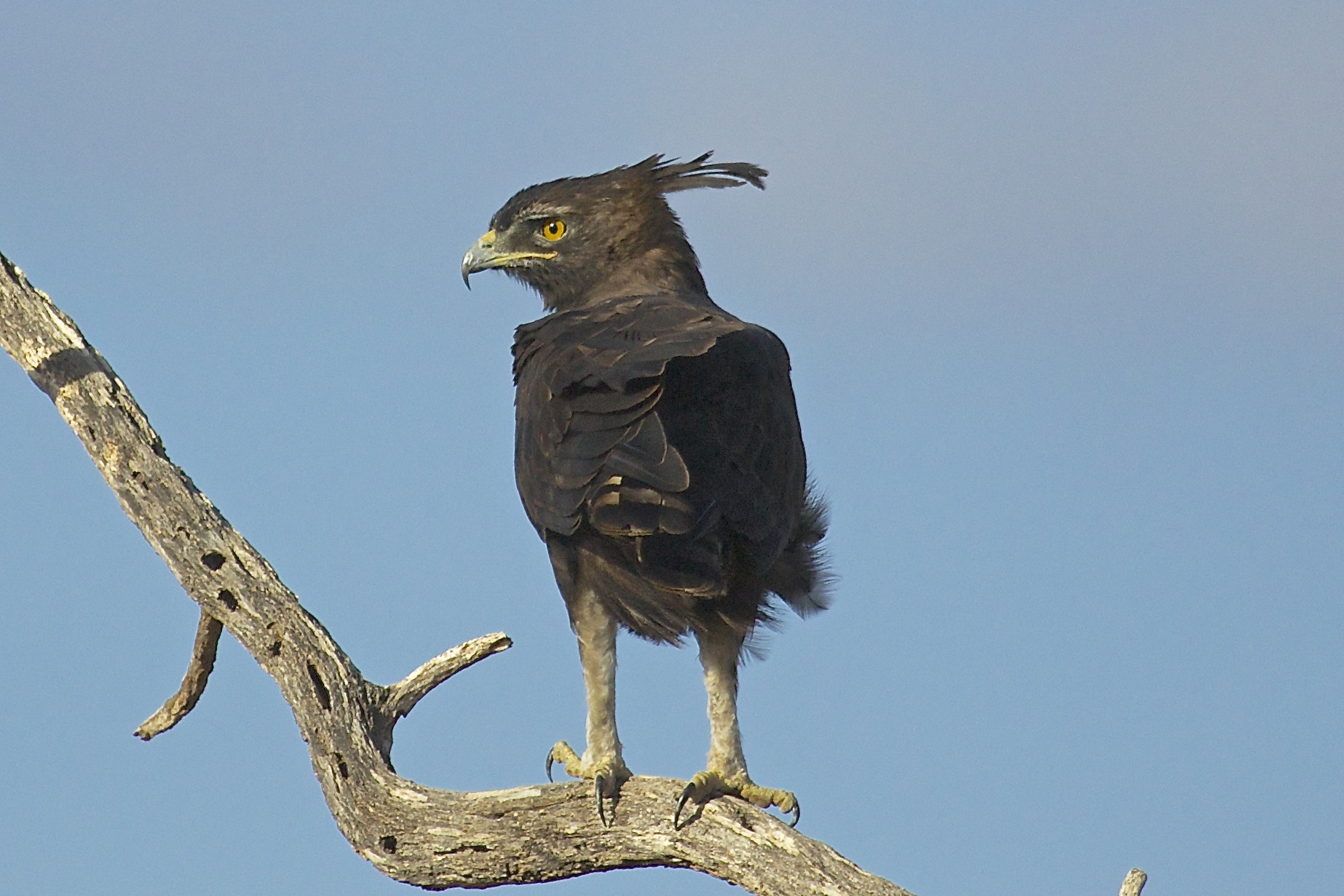 Lophaetus occipitalis (Aquila dal lungo ciuffo)