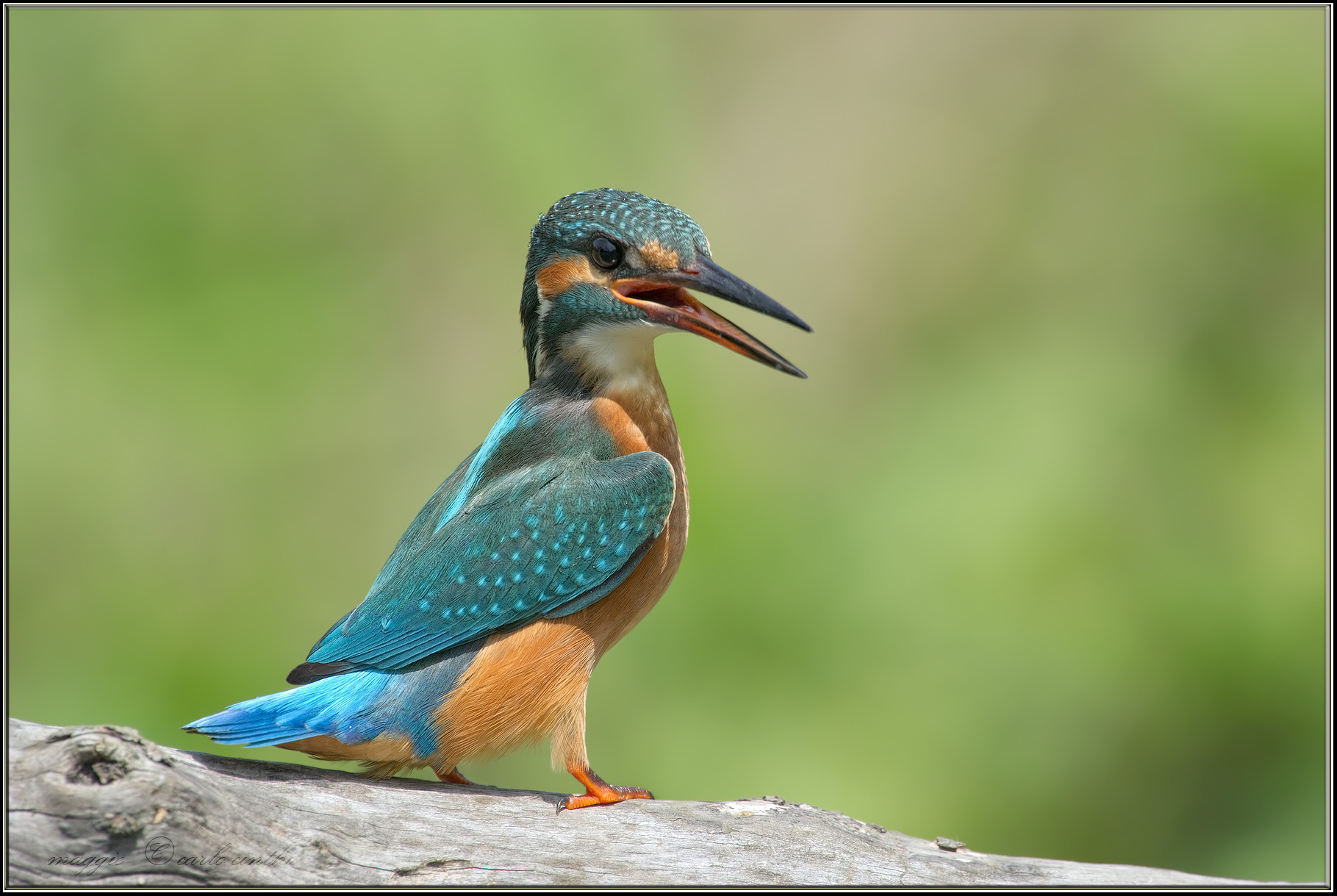 Kingfisher
