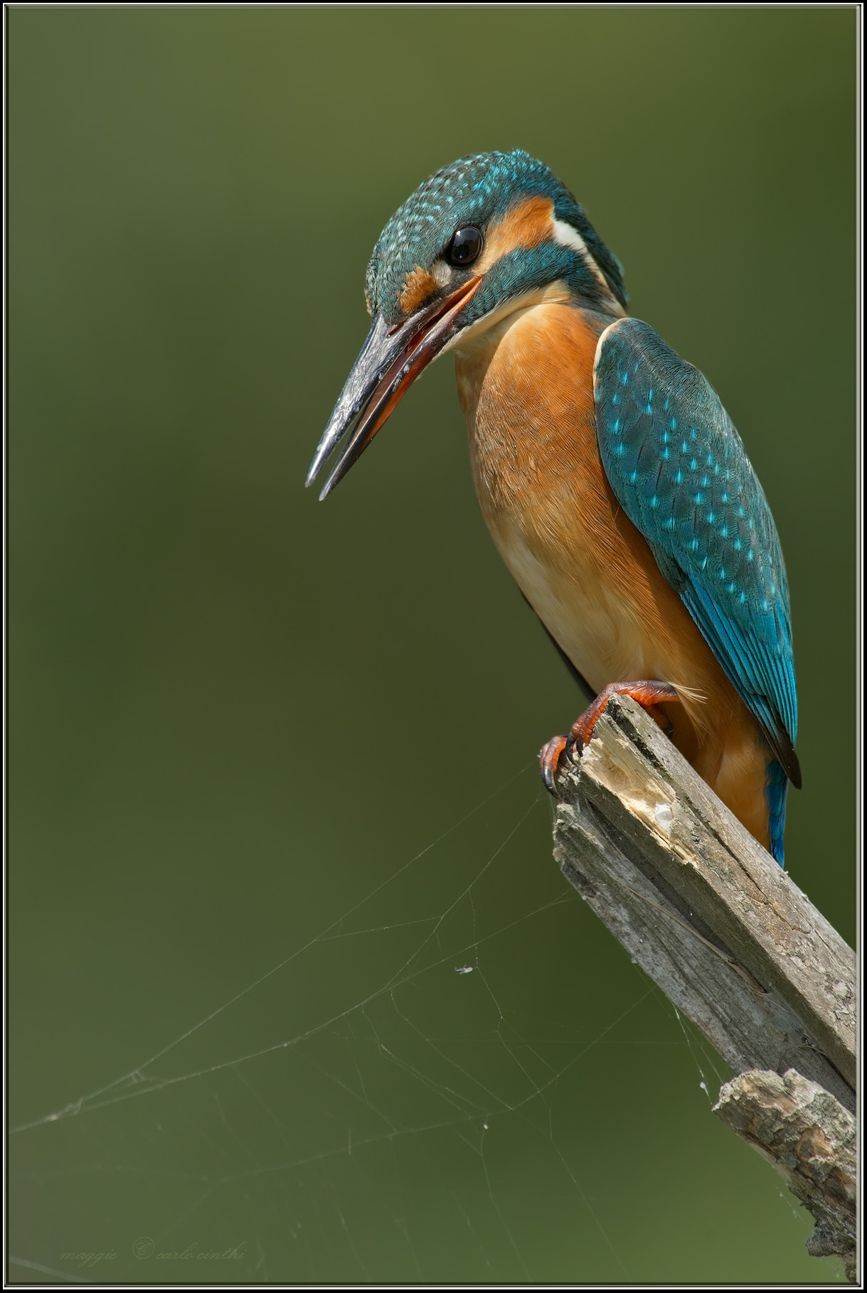 Kingfisher