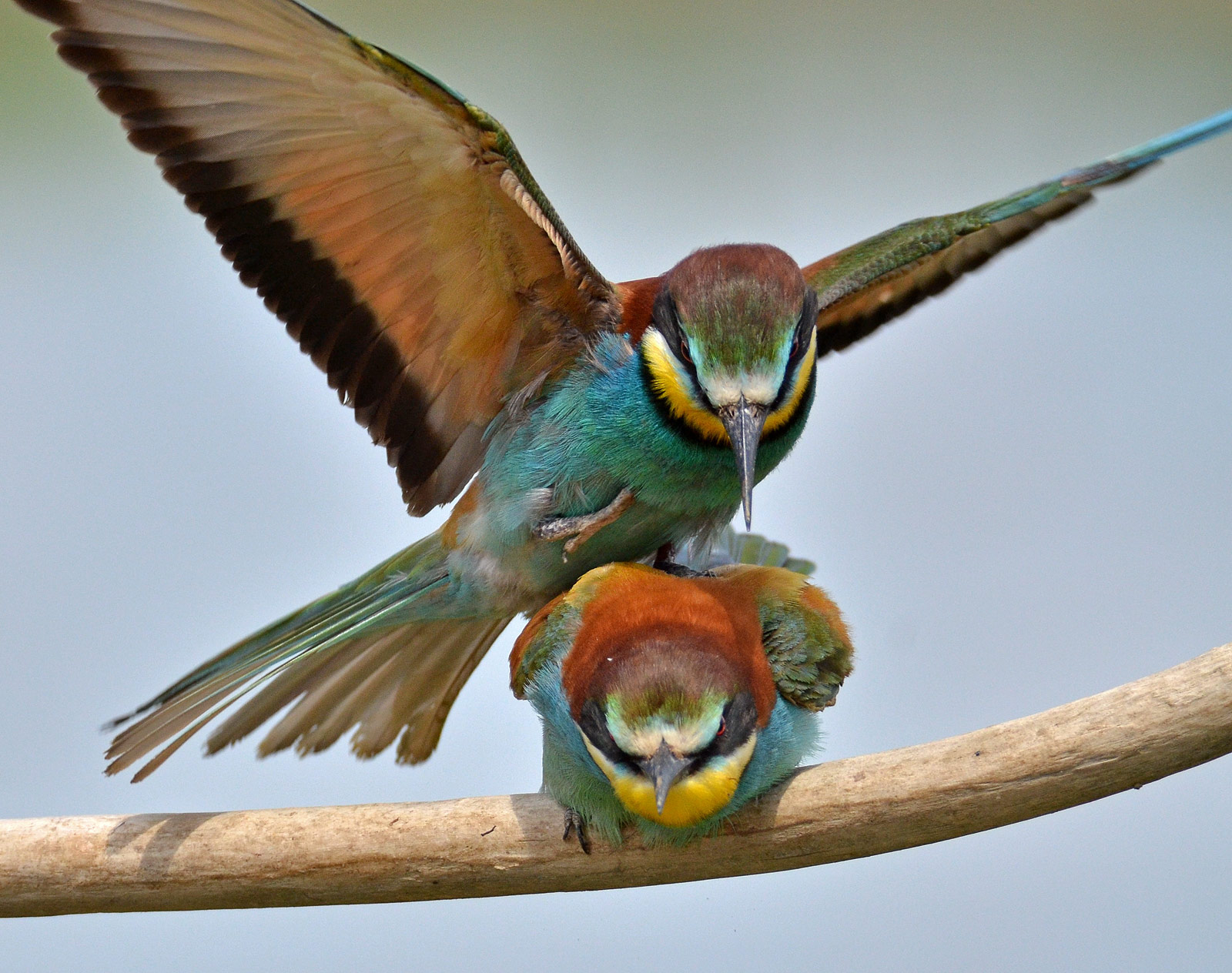 bee-eaters