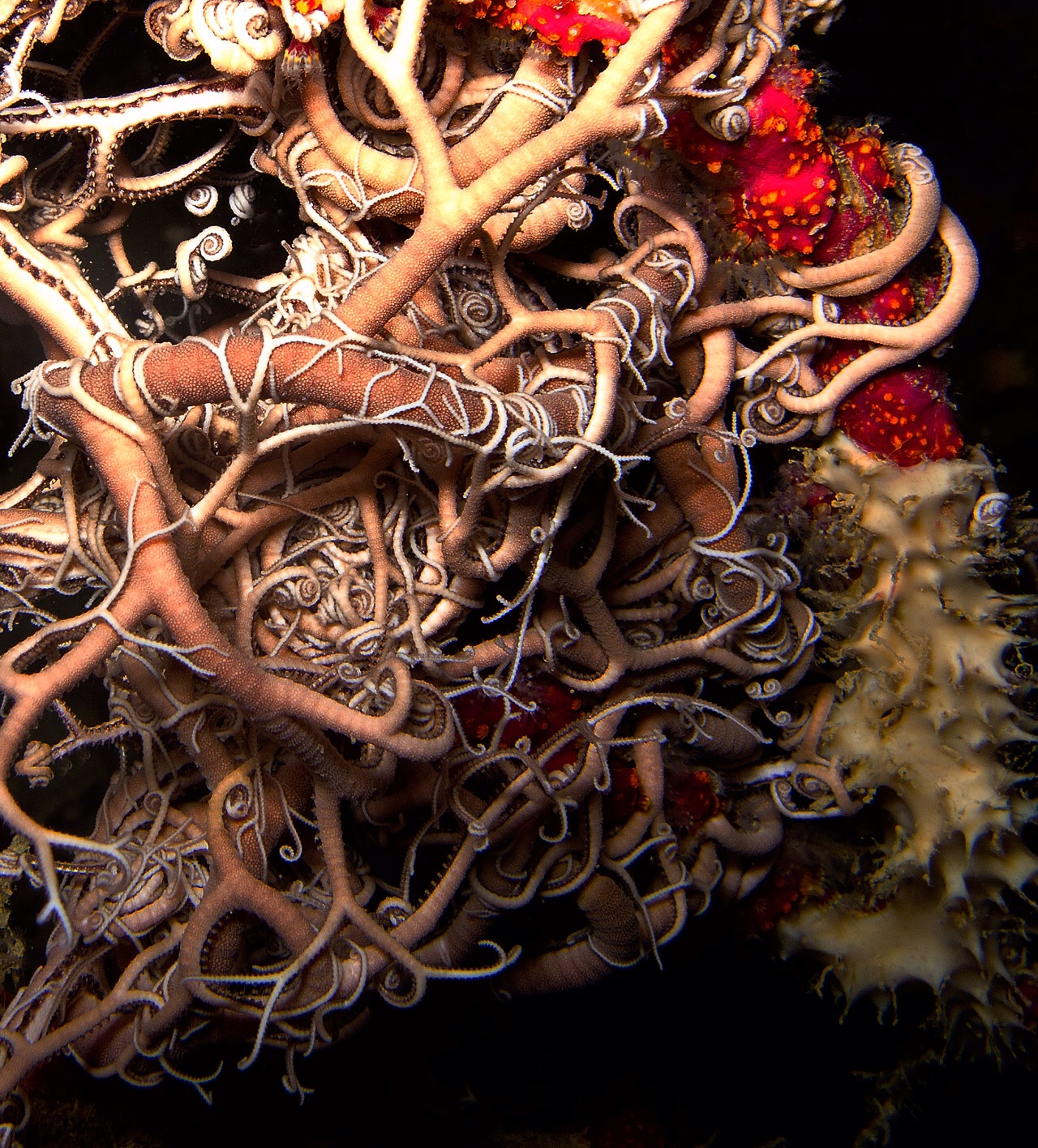 Astrospartus mediterraneus