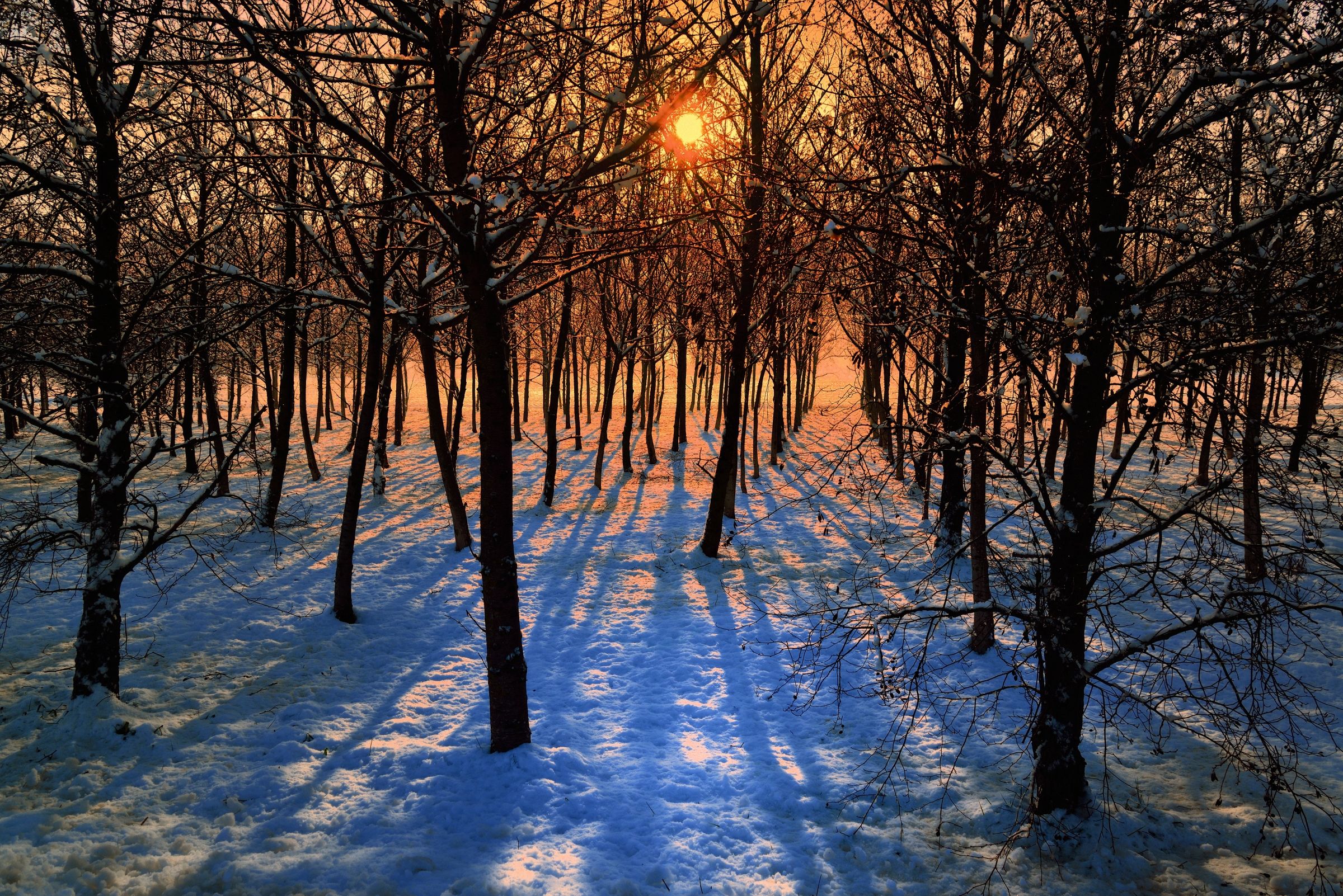 snow among the trees