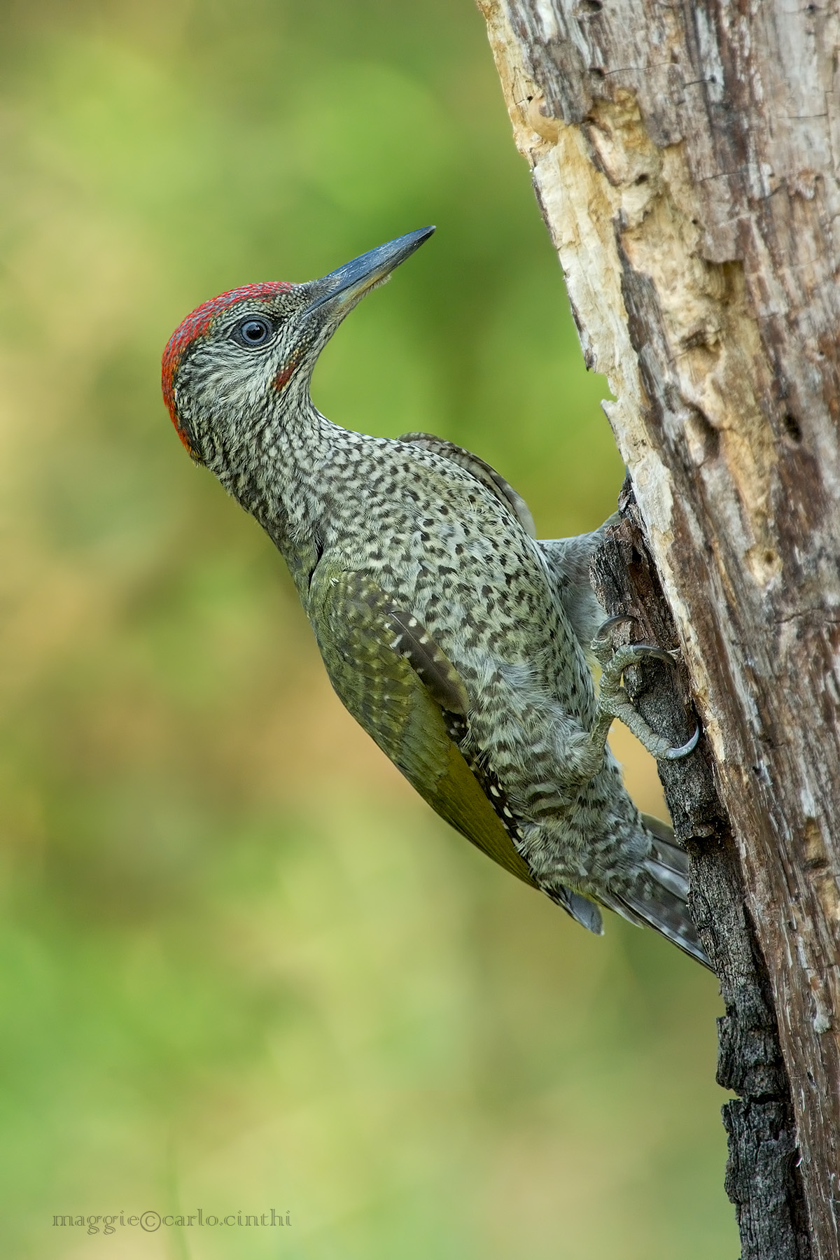 Young male green woodpecker