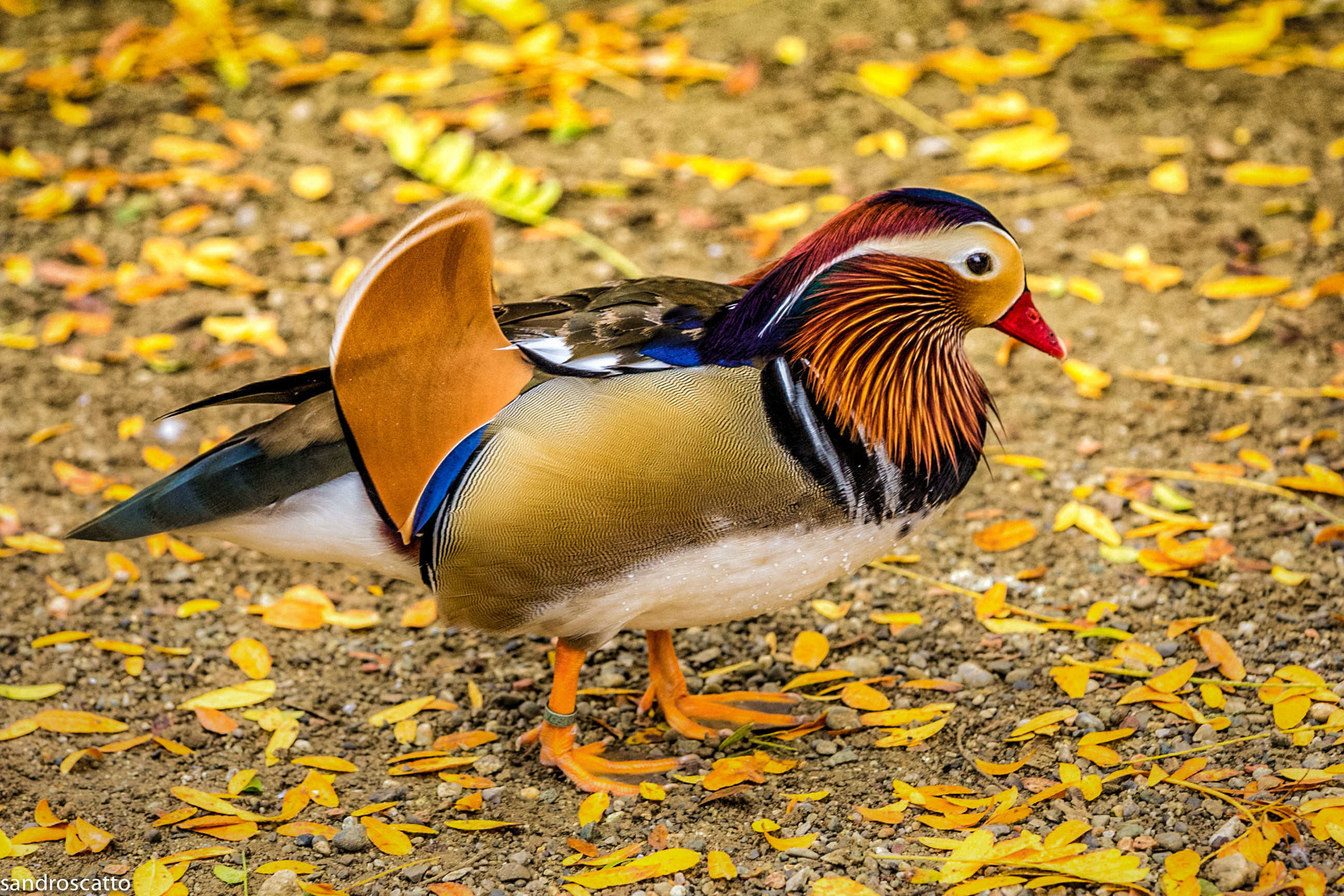 The colors of autumn