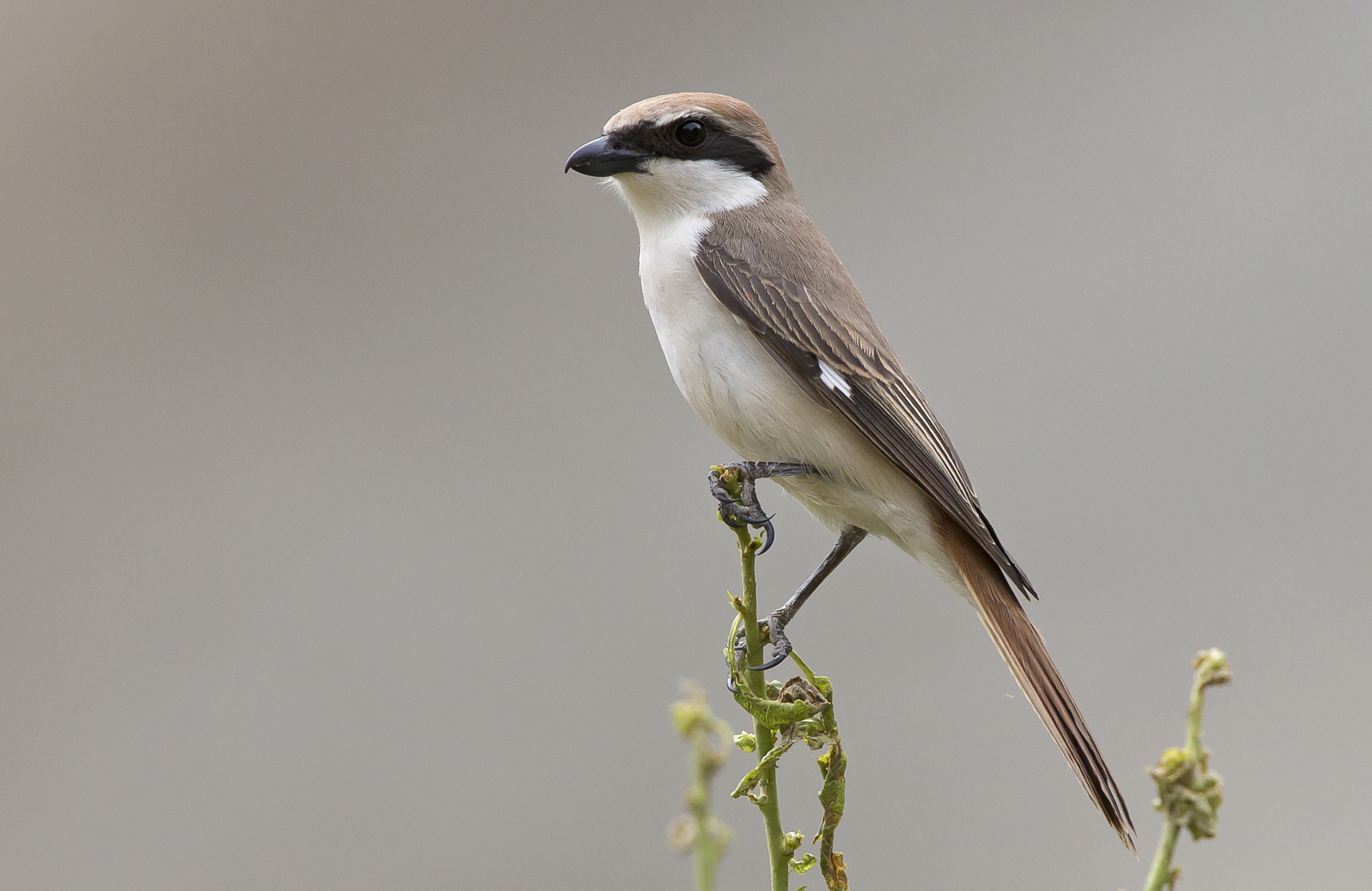 Averla dorsorossiccio