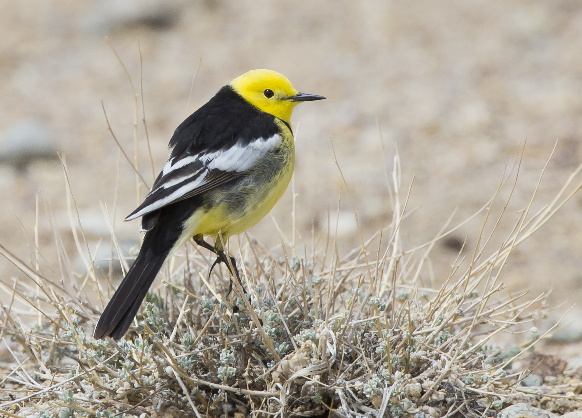Cutrettola testagialla orientale